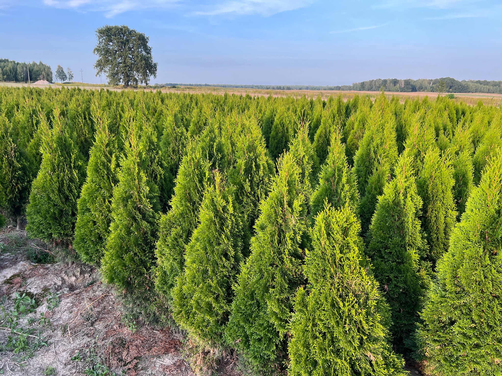 Szkółka drzew iglastych, rząd za rzędem równo posadzonych, zielonych tuj. W tle widoczne pole, las i błękitne niebo z delikatnymi obłokami.