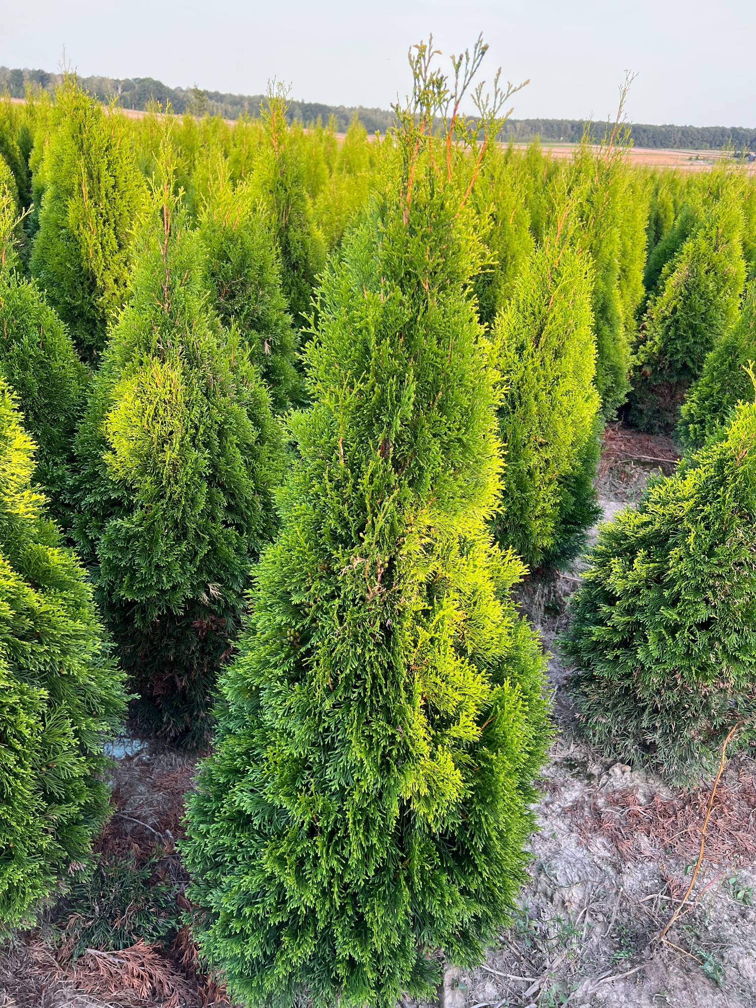 Szkółka tuj szmaragdowych, równo posadzone, zielone drzewka iglaste w rzędach na polu uprawnym. Widok z bliska na gęste, stożkowe korony.