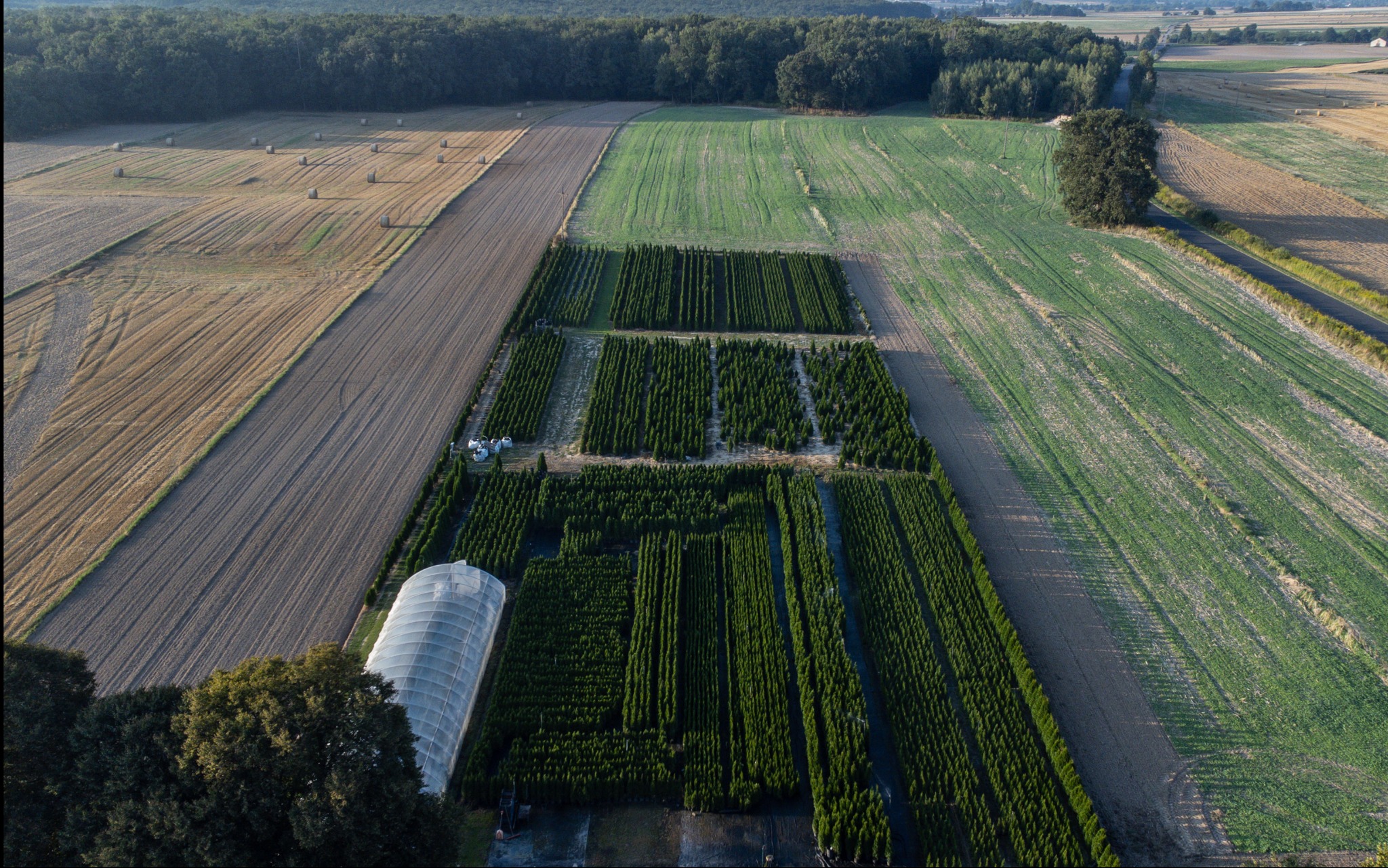 Widok z lotu ptaka na szkółkę drzewek iglastych z tunelem foliowym i polami uprawnymi w tle, ukazujący regularne rzędy sadzonek i zróżnicowany krajobraz.