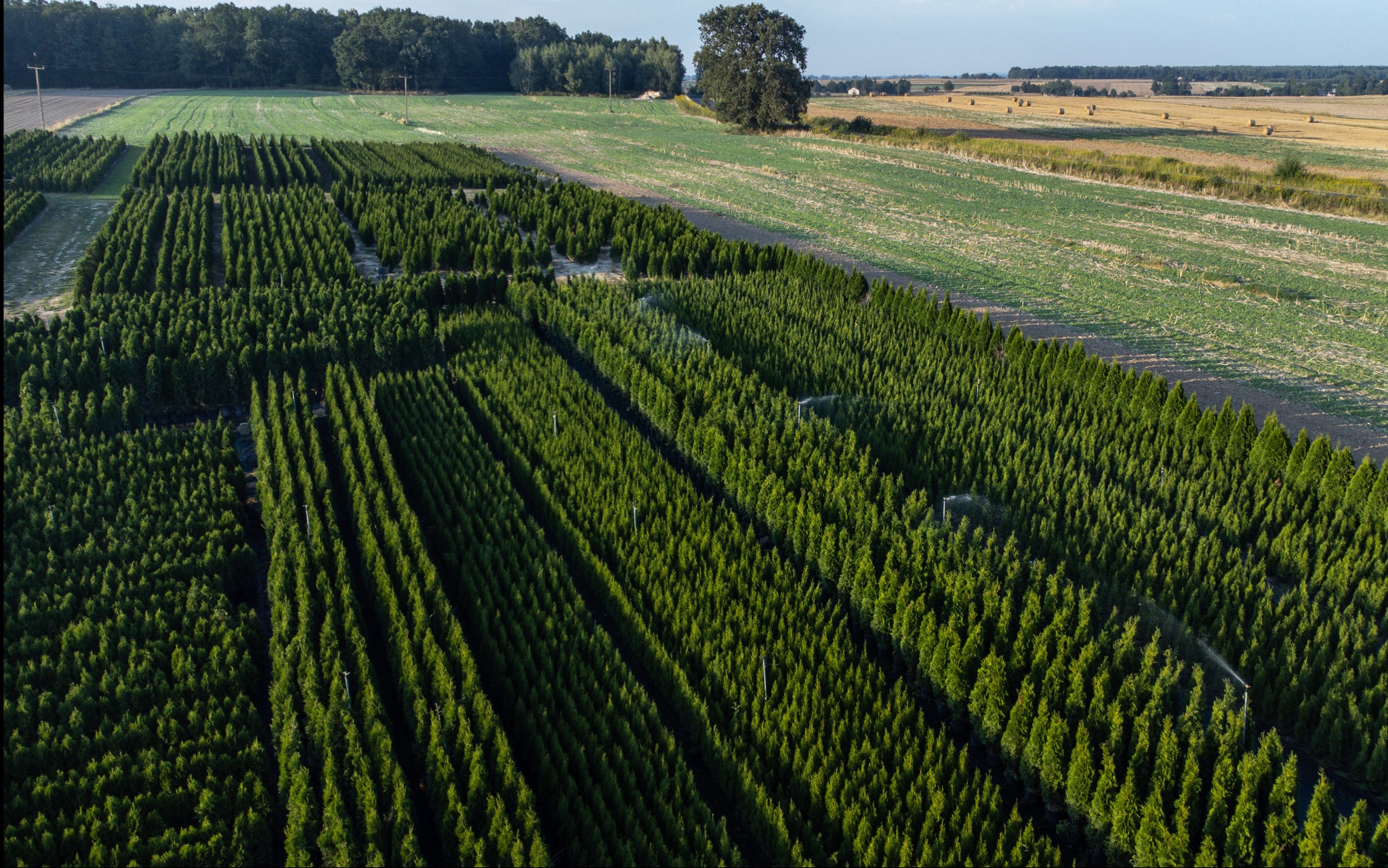 Szkółka drzew iglastych z systemem nawadniania, widok z góry. Równe rzędy drzewek na tle pól uprawnych i lasu. W tle samotne drzewo.
