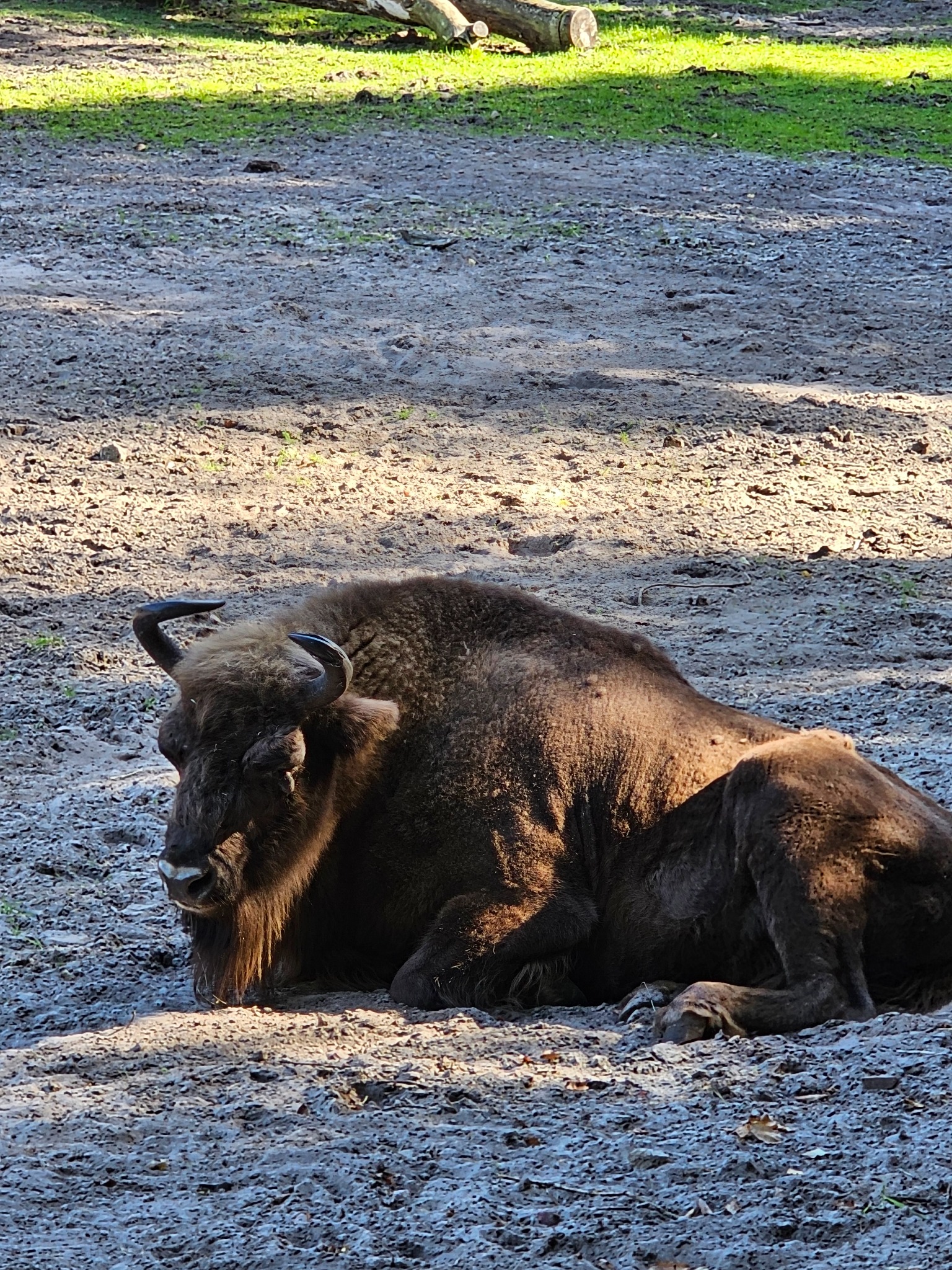 Leżący żubr europejski na ziemi, w tle trawa i kłoda. Zwierzę ma ciemnobrązowe futro i zakrzywione rogi. Ziemia jest piaszczysta, a oświetlenie naturalne.