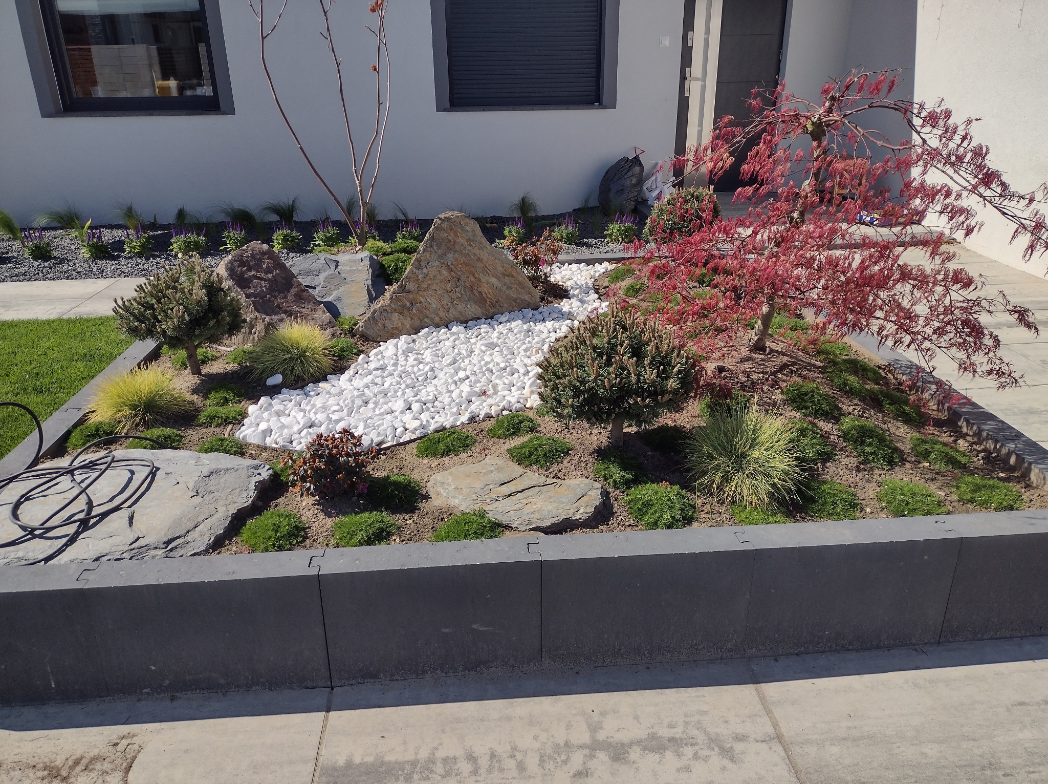 Nowoczesny ogród skalny z białymi kamieniami, ozdobnymi krzewami i czerwonym klonem japońskim. Minimalistyczny design w przestrzeni przed domem.