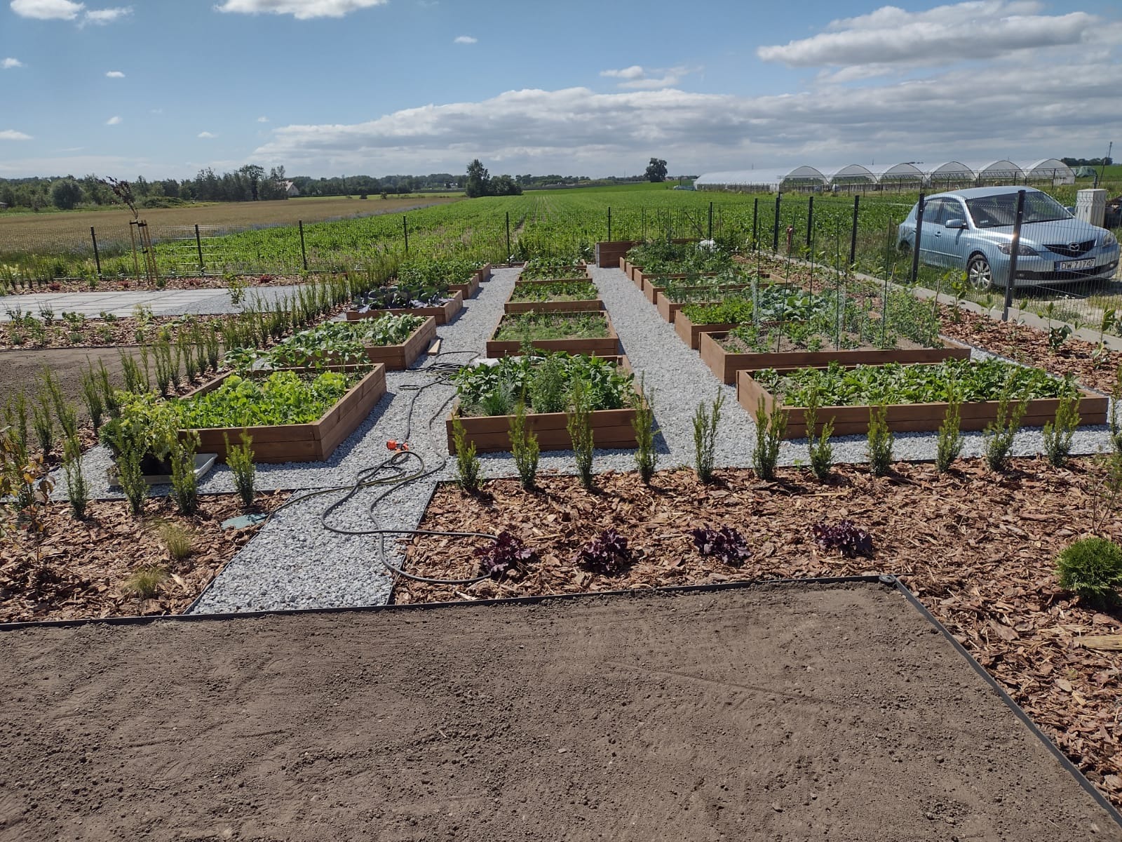 Podwyższone grządki warzywne z roślinami w drewnianych obudowach, ścieżki z grysu, kora, tło z polem uprawnym i szklarnią. Widoczny wąż ogrodowy.