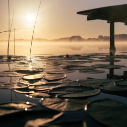 PR Graphics Zumkowski-Pawłowicz - Poranne słońce nad jeziorem z liliami wodnymi i drewnianym pomostem w oddali, otulonym mgłą. Ciepłe, złote światło tworzy spokojny, malowniczy krajobraz.