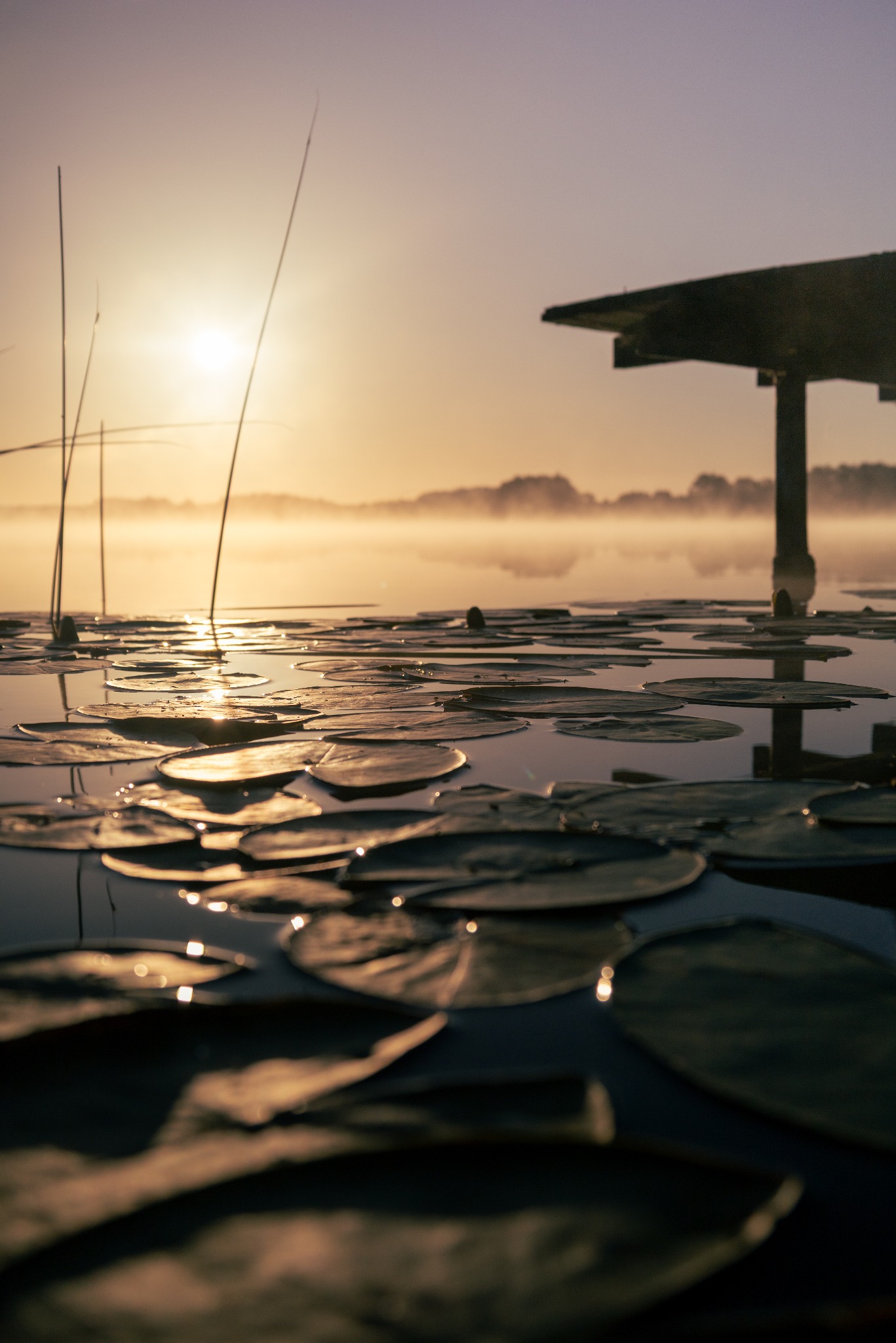 Poranne słońce nad jeziorem z liliami wodnymi i drewnianym pomostem w oddali, otulonym mgłą. Ciepłe, złote światło tworzy spokojny, malowniczy krajobraz.