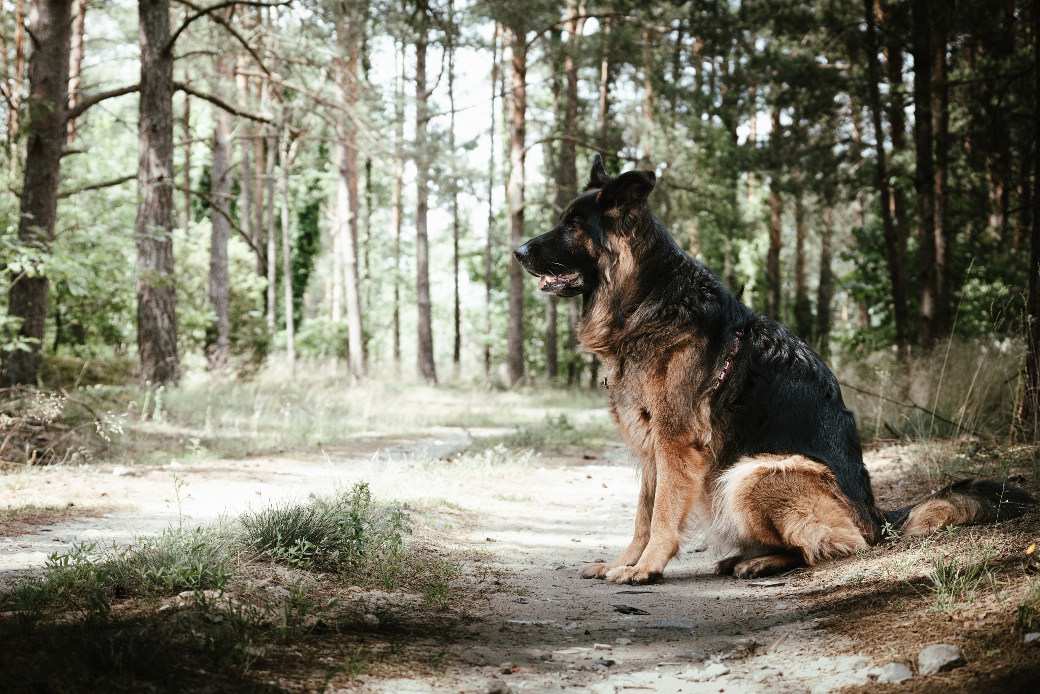 Siedzący owczarek niemiecki o czarno-brązowym umaszczeniu, z czerwoną obrożą, na leśnej ścieżce w słoneczny dzień. W tle wysokie drzewa i leśna roślinność.