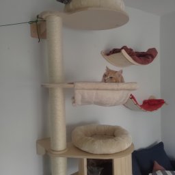 Jan Stanisławski - Wielopoziomowy drapak dla kotów z beżowymi legowiskami, na którym odpoczywają trzy koty różnych ras i umaszczeń, zamontowany na białej ścianie.