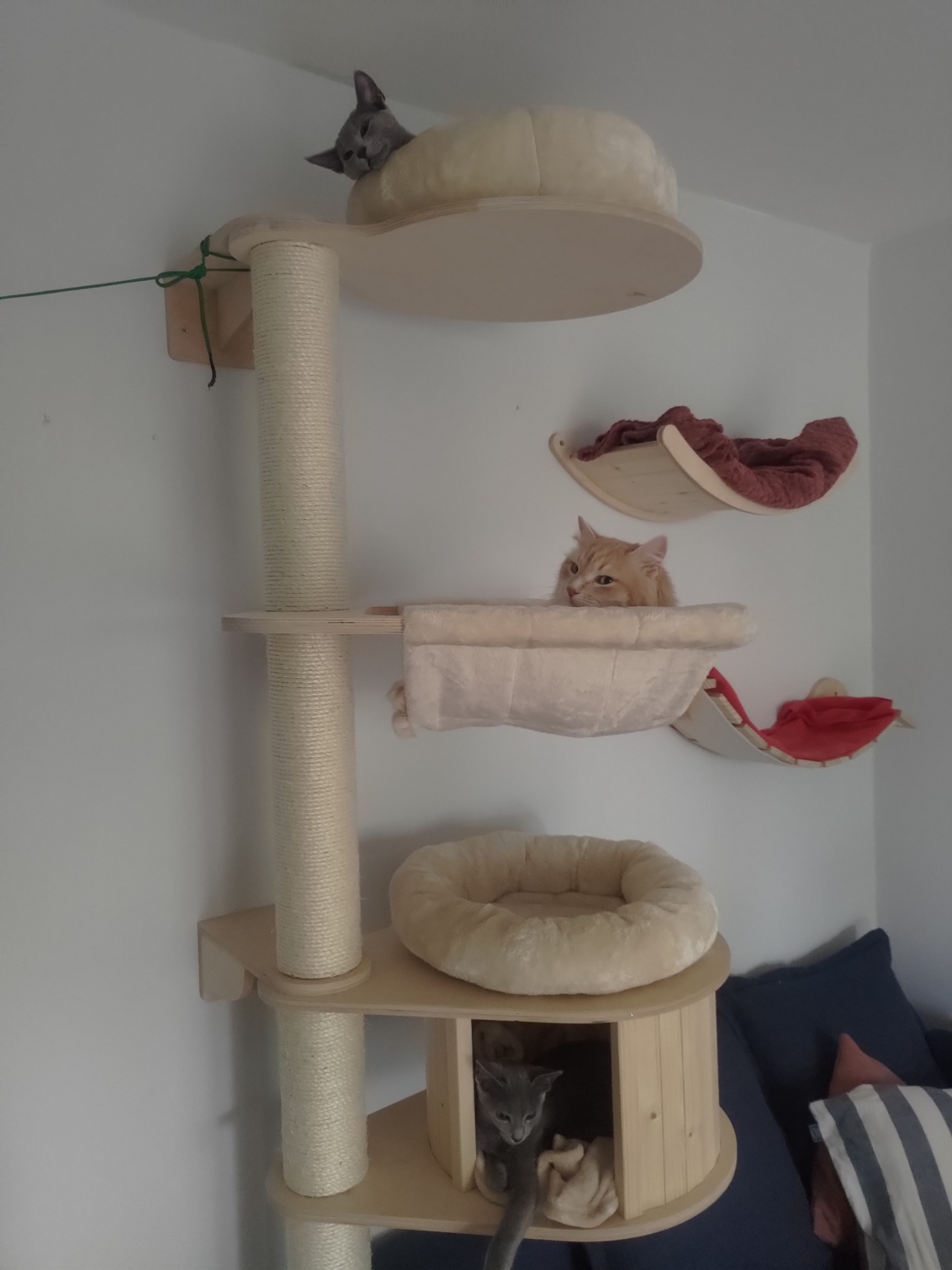Wielopoziomowy drapak dla kotów z beżowymi legowiskami, na którym odpoczywają trzy koty różnych ras i umaszczeń, zamontowany na białej ścianie.