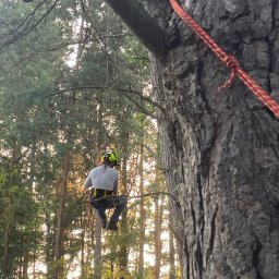 Piotr Nowakowski - Ścinanie Drzew Bytom