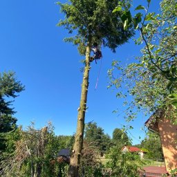 Wycinka drzew Bytom 4