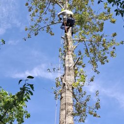 Wycinka drzew Bytom 1