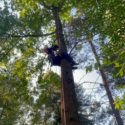 Piotr Nowakowski - Arborysta w uprzęży, w trakcie pracy na wysokim drzewie. Widok z dołu, liny zabezpieczające i gęste korony drzew w tle.