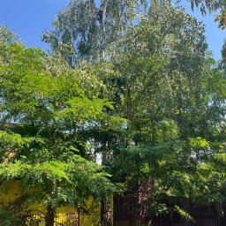 Wycinka drzew Bytom 2