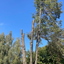 Wycinka drzew Bytom 3