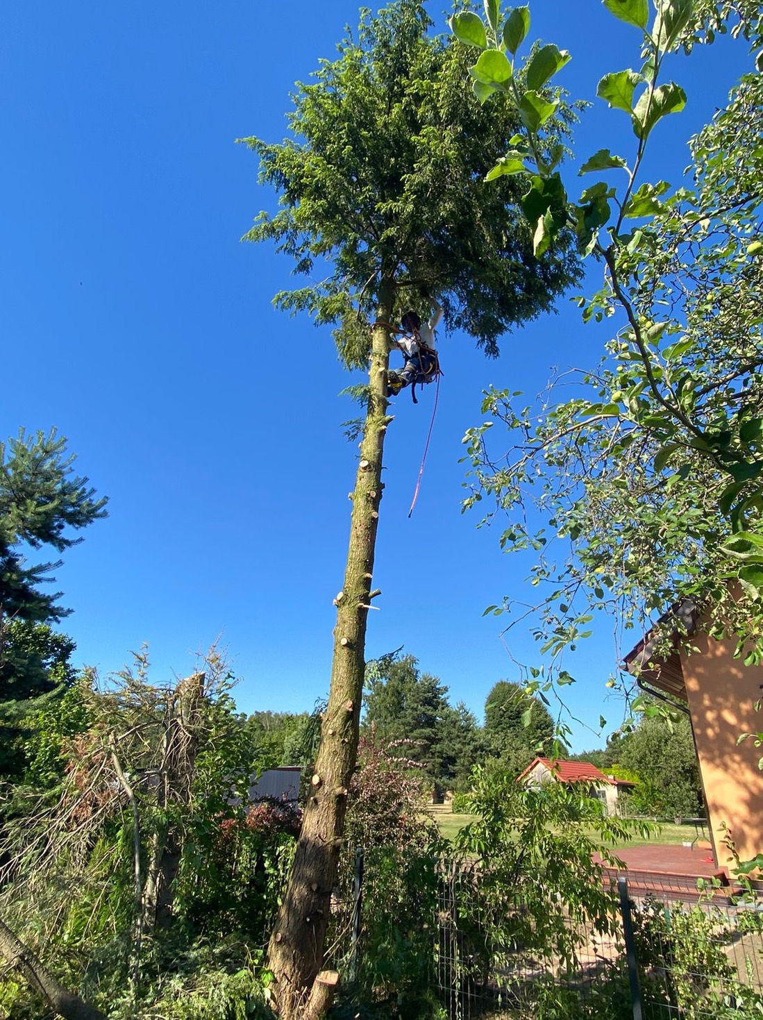 Arborysta w uprzęży tnie wysokie drzewo iglaste, widoczne liczne ślady cięć na pniu, błękitne niebo w tle, otoczenie zieleni.