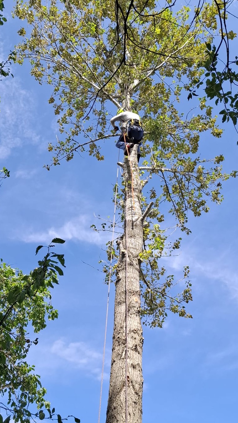 Pracownik na linie tnie gałęzie wysokiego drzewa w Bytomiu. Błękitne niebo w tle. Widok z dołu na koronę drzewa i część pnia z linami.