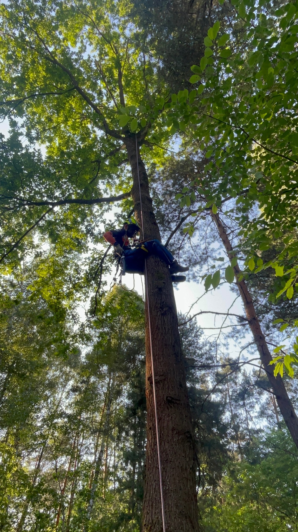 Arborysta w uprzęży, w trakcie pracy na wysokim drzewie. Widok z dołu, liny zabezpieczające i gęste korony drzew w tle.