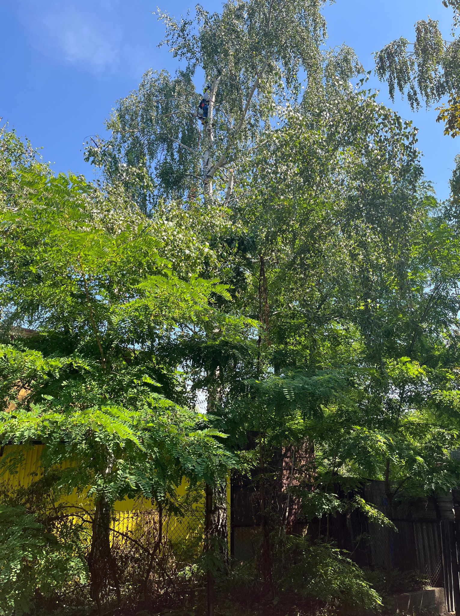 Wysoka brzoza w pełnym słońcu, na której szczycie pracuje osoba zabezpieczona linami; widoczne inne drzewa i fragment żółtego budynku.