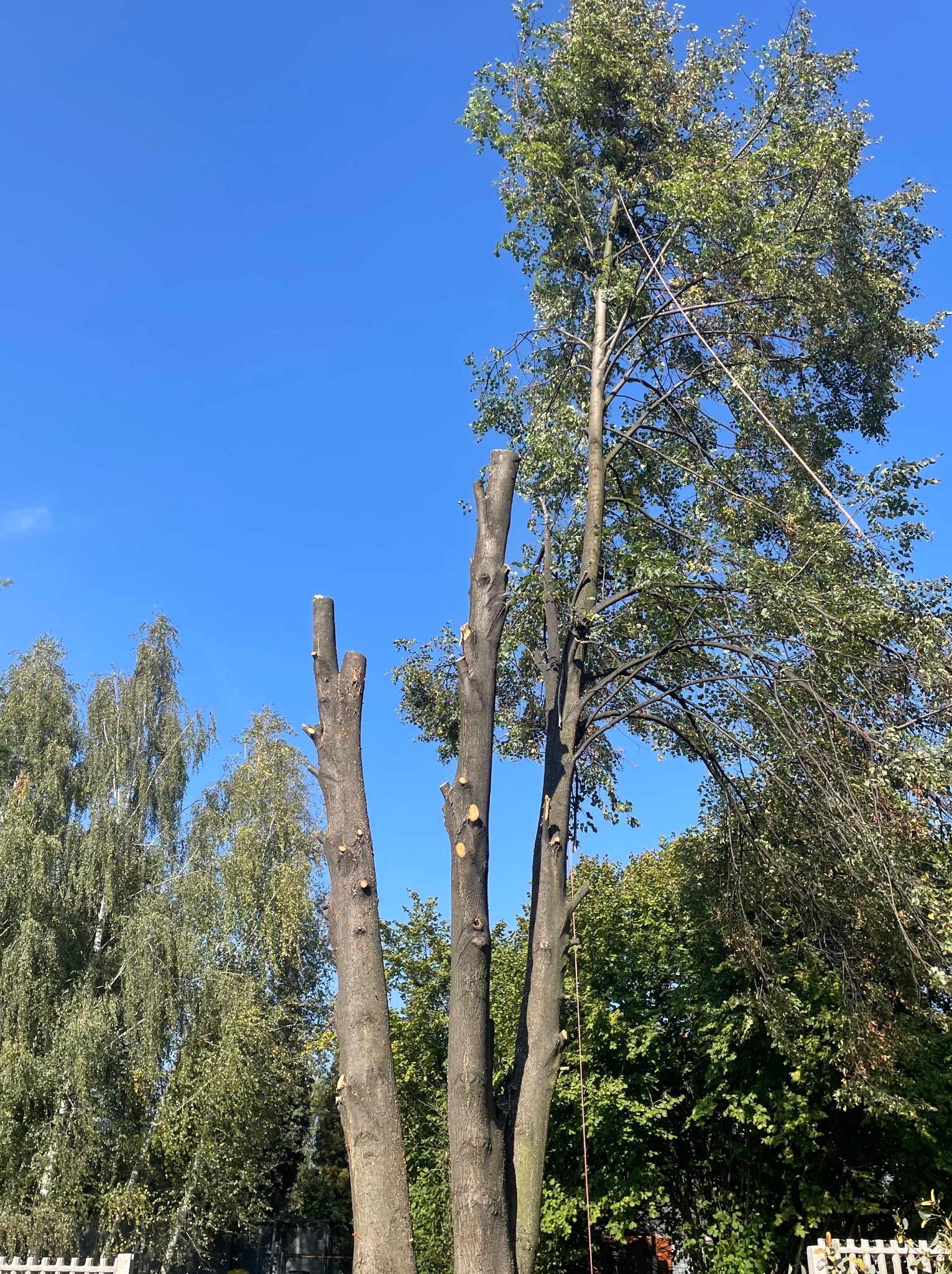 Częściowo obcięte drzewo z widocznymi trzema pniami na tle błękitnego nieba, z liną zabezpieczającą. W tle zieleń innych drzew i białe ogrodzenie.
