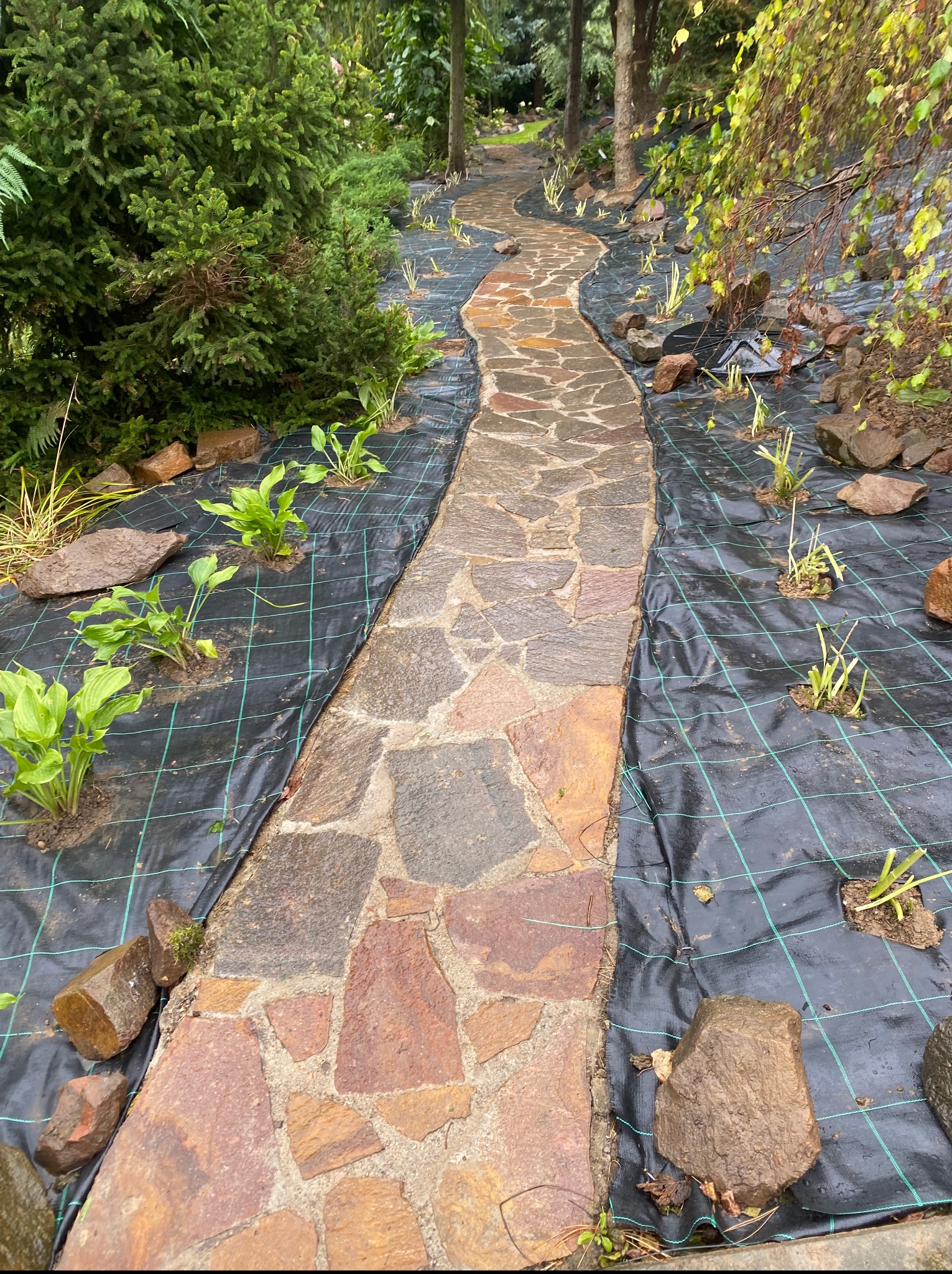 Kręta ścieżka z kamienia prowadząca przez ogród, z nowo posadzonymi roślinami na czarnej tkaninie szkółkarskiej. Ułożone kamienie wzdłuż ścieżki.