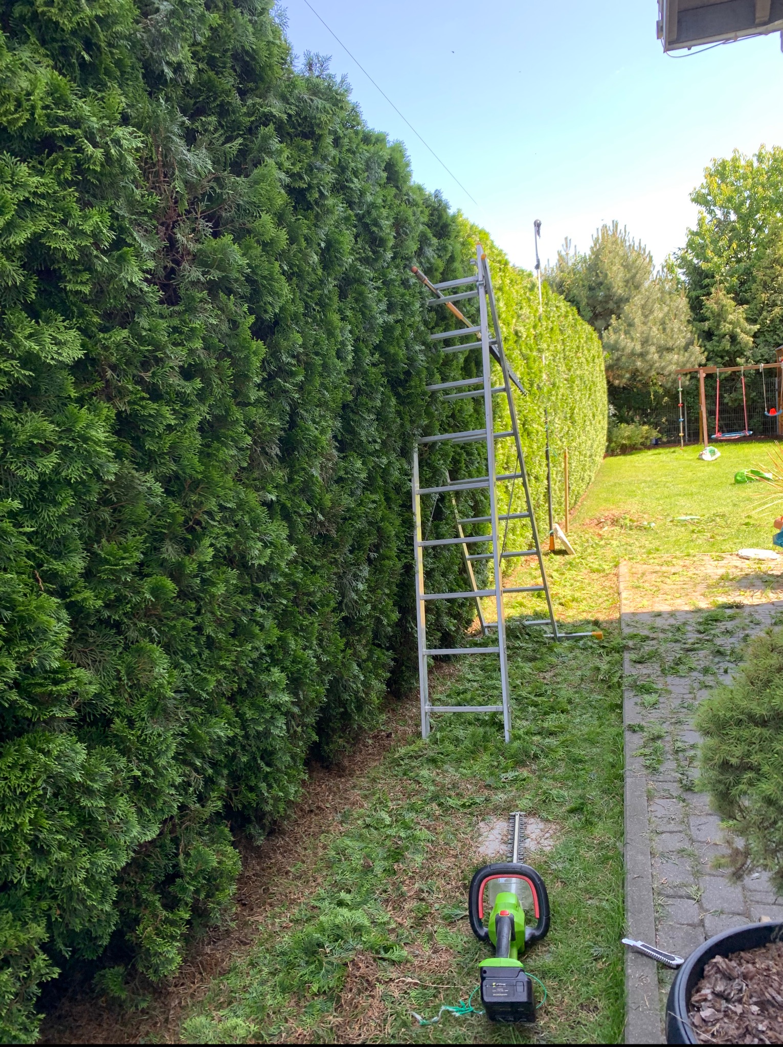 Przycinanie żywopłotu z drabiny. Elektryczne nożyce do żywopłotu leżą na trawie. Świeżo przycięty żywopłot z zielonych iglaków. W tle trawnik i huśtawki.