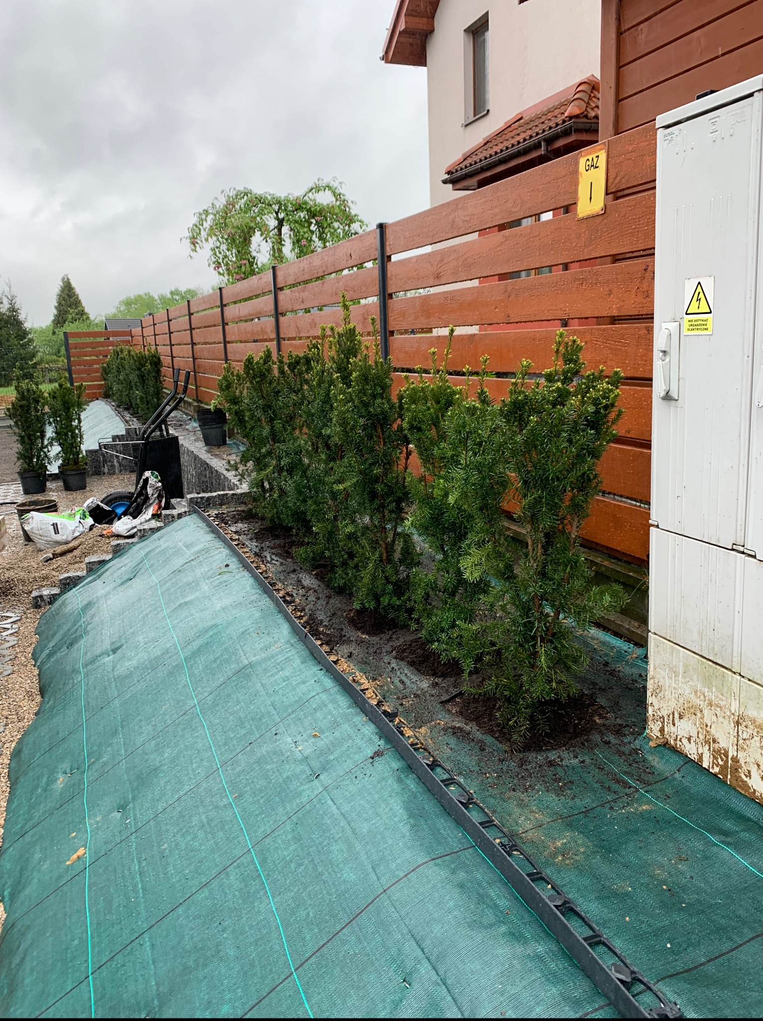 Szpaler świeżo posadzonych, iglastych krzewów wzdłuż brązowego płotu, na tle domu i pochmurnego nieba. Widoczna zielona agrowłóknina i narzędzia ogrodnicze.