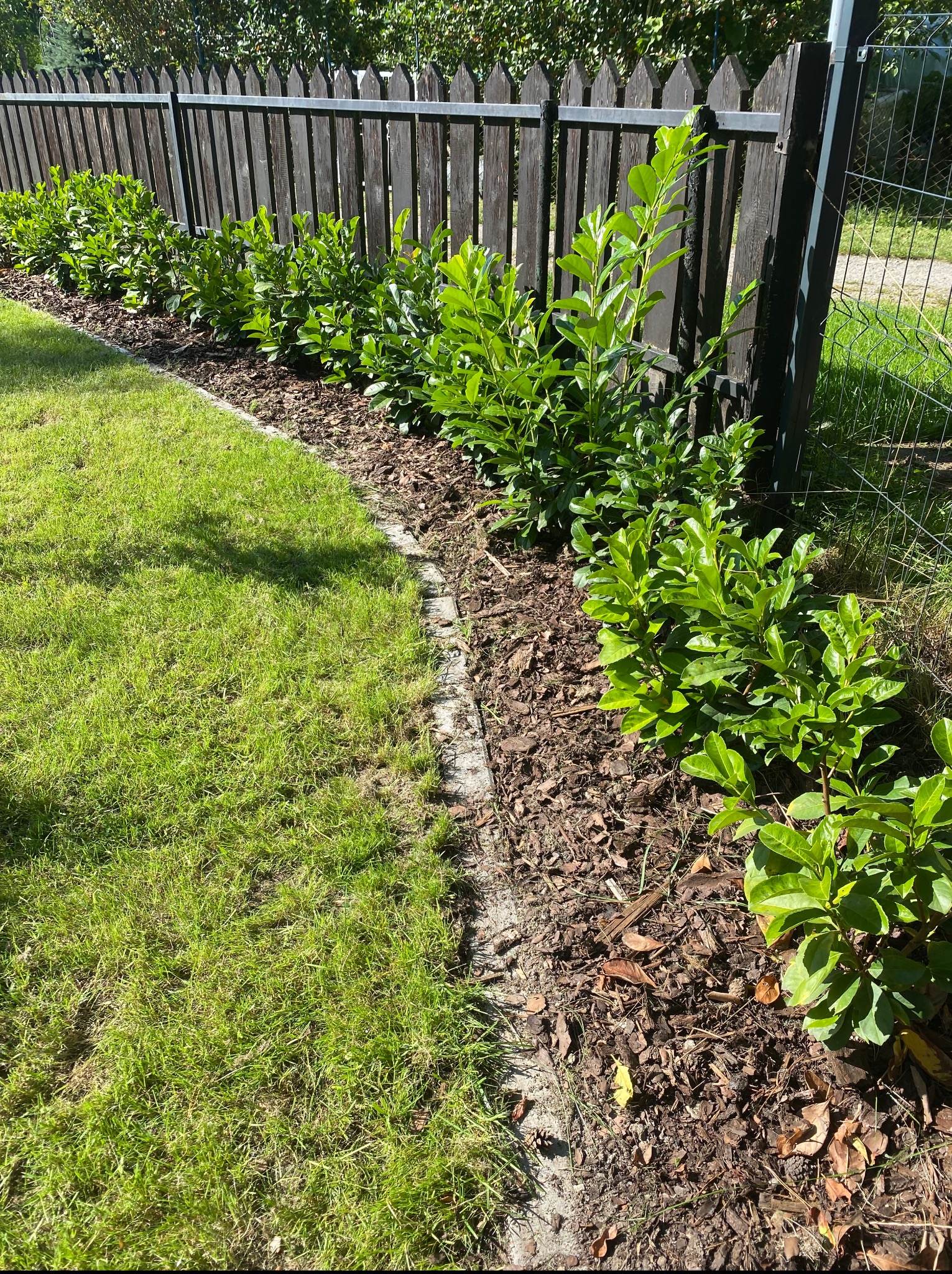 Rząd świeżo posadzonych, zielonych krzewów wzdłuż drewnianego płotu, wyściółkowanych korą. Granica trawnika wykończona betonowym obrzeżem.