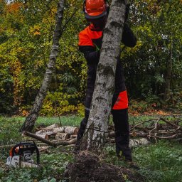 Wycinka drzew Złotoryja 1