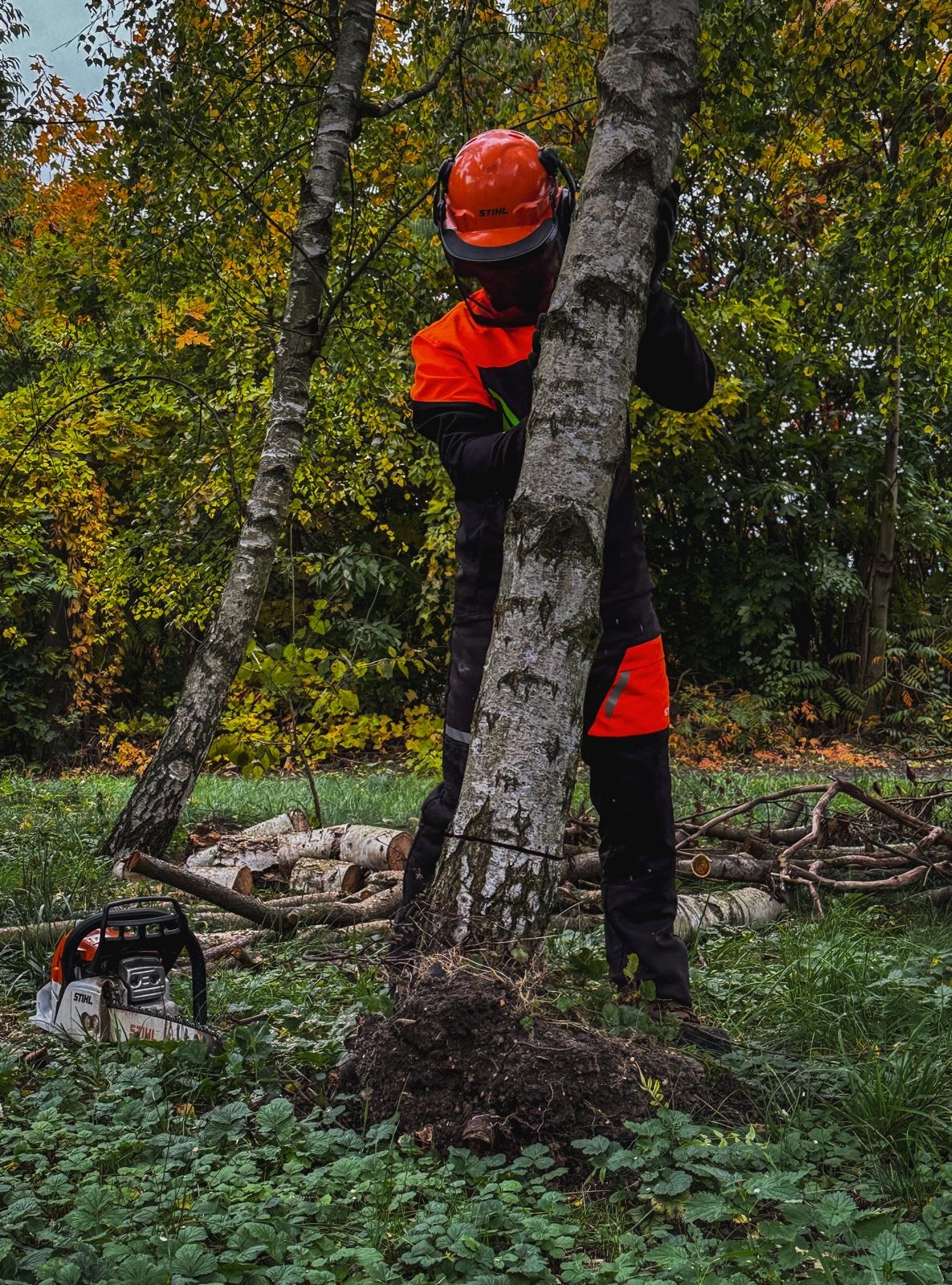 Pracownik w Złotoryi w kasku i odzieży ochronnej przytrzymuje brzozę przed ścięciem. W tle ścięte pnie i piła spalinowa marki Stihl.