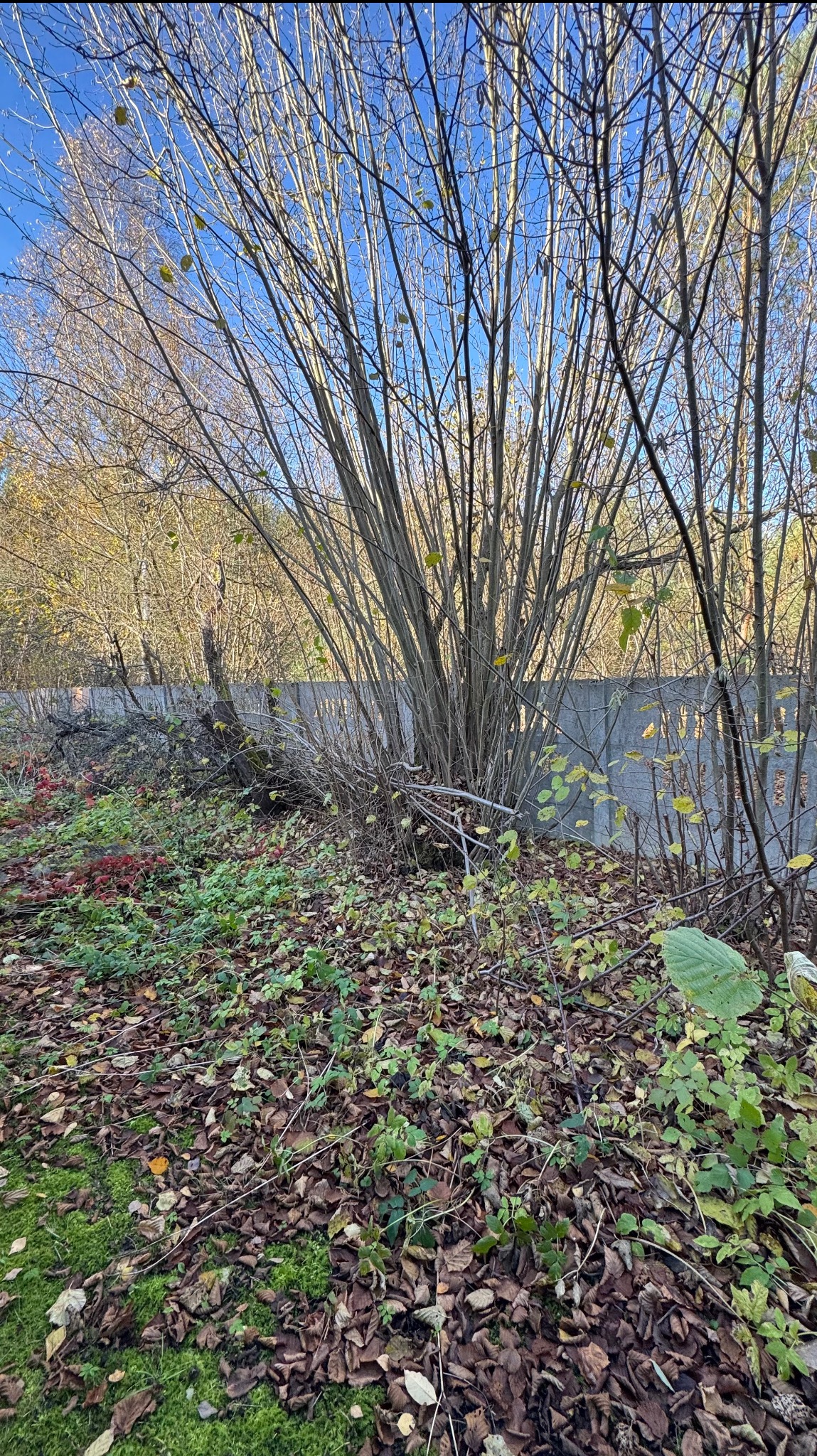 Gęste krzewy z brązowymi gałęziami i opadłymi liśćmi na ziemi, na tle betonowego ogrodzenia i błękitnego nieba. Jesienny krajobraz ogrodu.