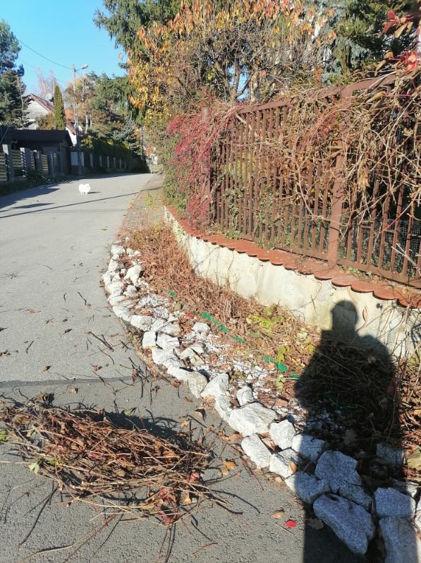 Jesienne porządki: usunięte gałęzie i liście leżą na chodniku wzdłuż ogrodzenia z bluszczem, cień osoby w prawym dolnym rogu. Sezonowe prace ogrodowe.