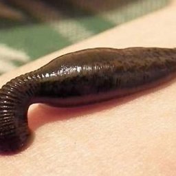 FizjoMed Gabinet Fizjoterapii i hirudoterapii mgr Gabriela Dąbrowiecka - Zbliżenie pijawki lekarskiej na skórze, widoczne segmenty ciała i przyssawka, w tle fragment zielonego materiału. Specyficzne ujęcie makro, podkreślające detale.