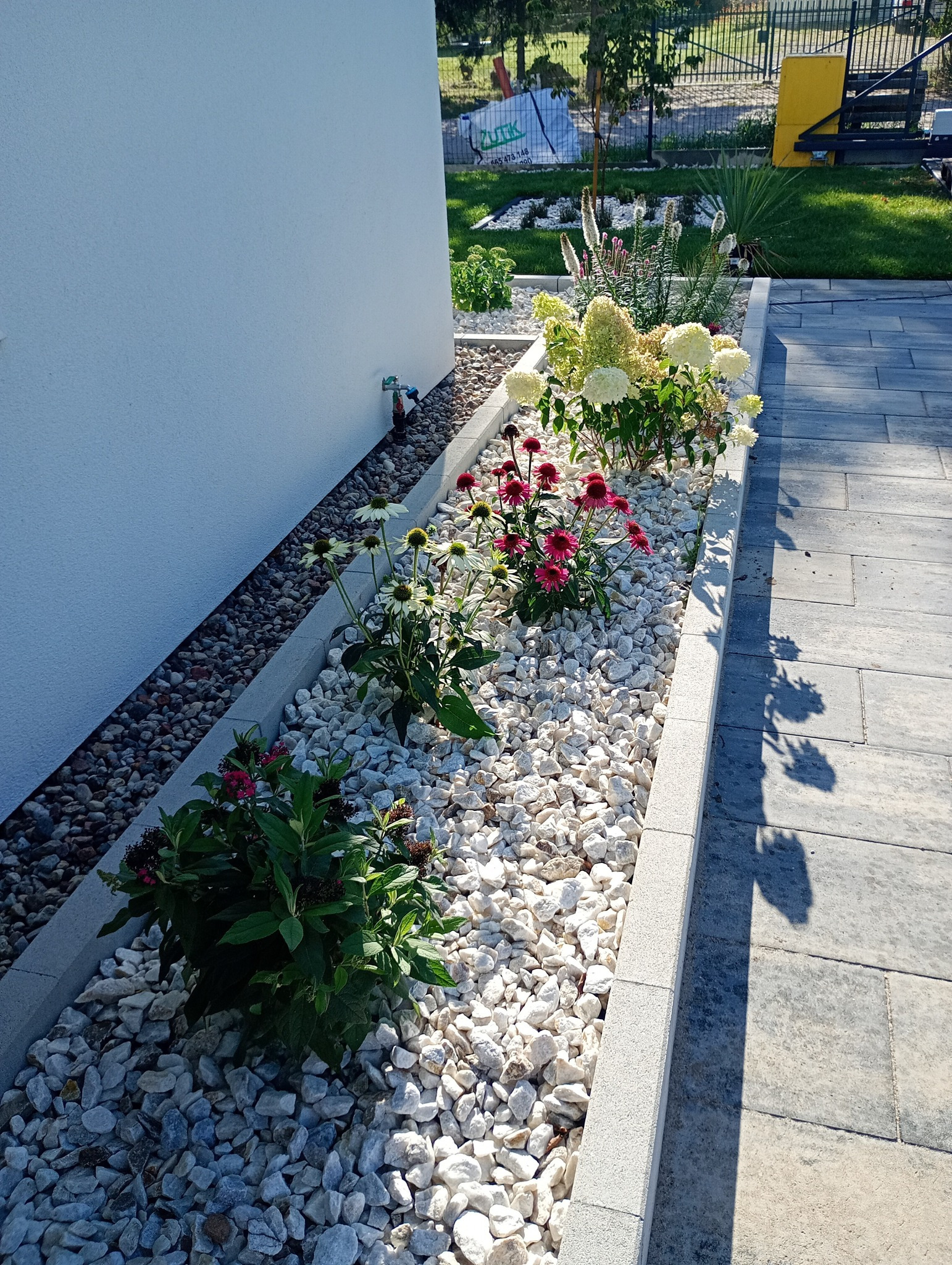 Kaskada białych kamieni wzdłuż ścieżki, obsadzona różnorodnymi kwiatami. Kompozycja z hortensjami i jeżówkami w ogrodzie przydomowym, w słoneczny dzień.