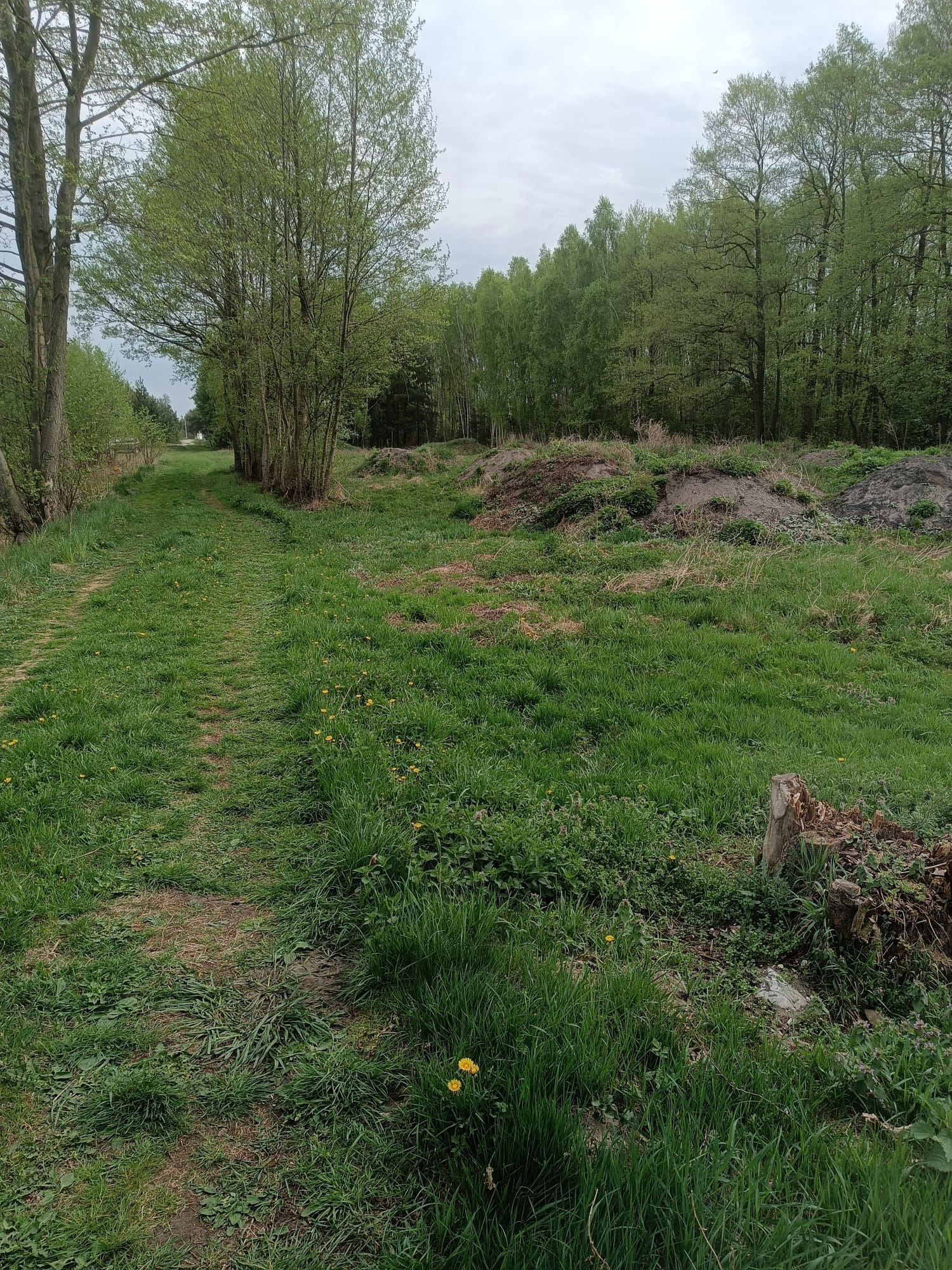 Teren po niwelacji z widocznymi śladami pracy, kępami trawy i drzewami w tle. Widoczne pryzmy ziemi i wyznaczona ścieżka.