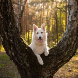Uśmiechnięty owczarek szwajcarski w rozwidleniu pnia brzozy, w tle leśne drzewa w ciepłych odcieniach zachodzącego słońca. Profesjonalne zdjęcie.