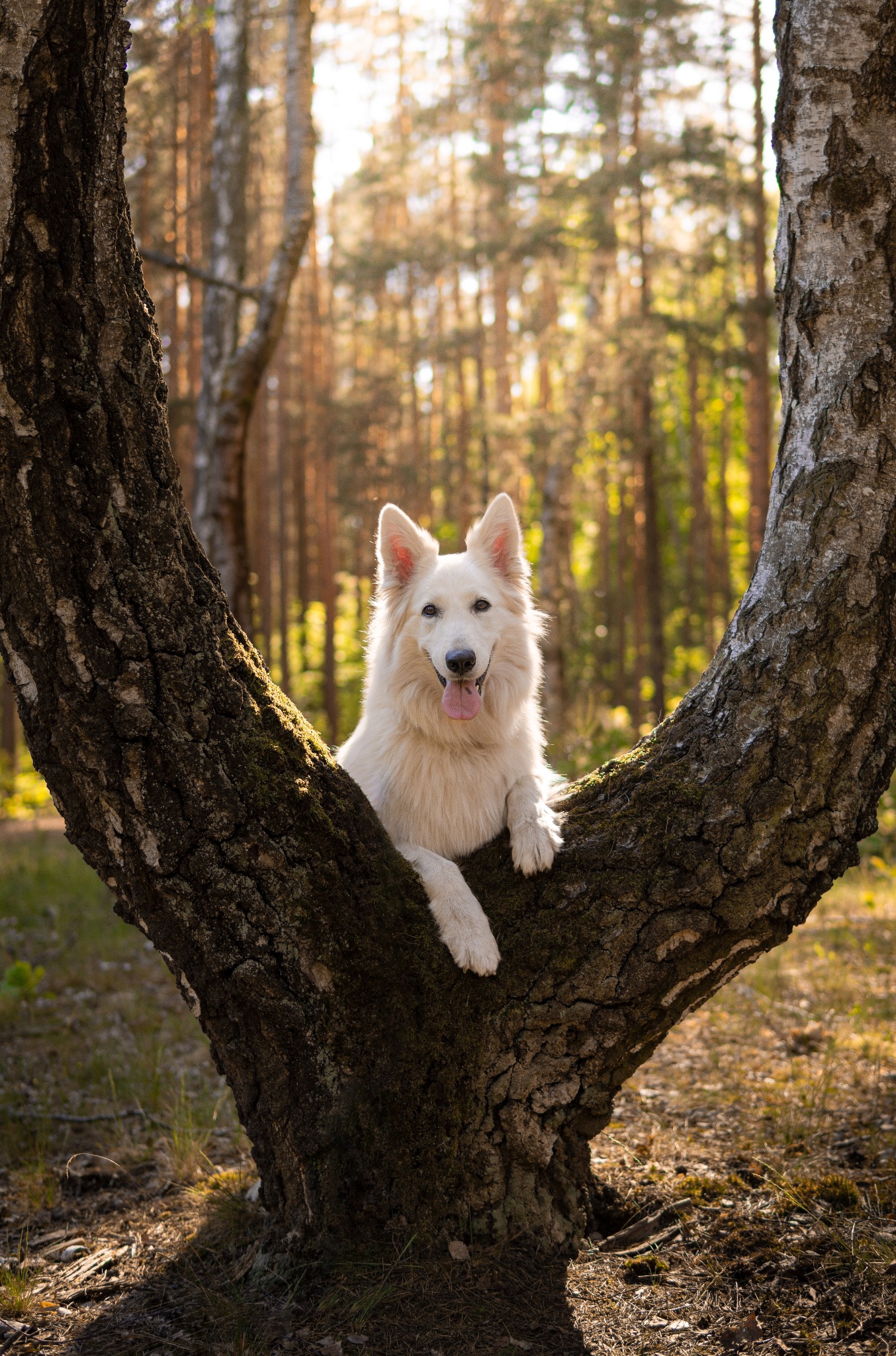 Uśmiechnięty owczarek szwajcarski w rozwidleniu pnia brzozy, w tle leśne drzewa w ciepłych odcieniach zachodzącego słońca. Profesjonalne zdjęcie.