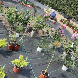 Zakładanie ogrodów Pasłęk 4