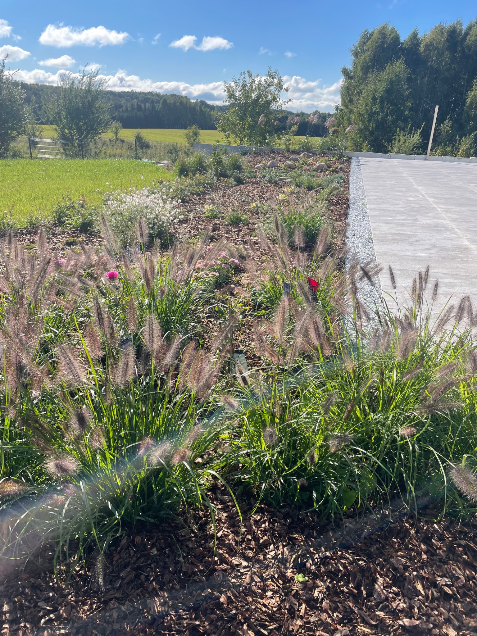 Kępy ozdobnej trawy 'Piórkówka' z różowymi akcentami kwiatowymi na korze, z jasną ścieżką i zielonym krajobrazem w tle, pod błękitnym niebem.