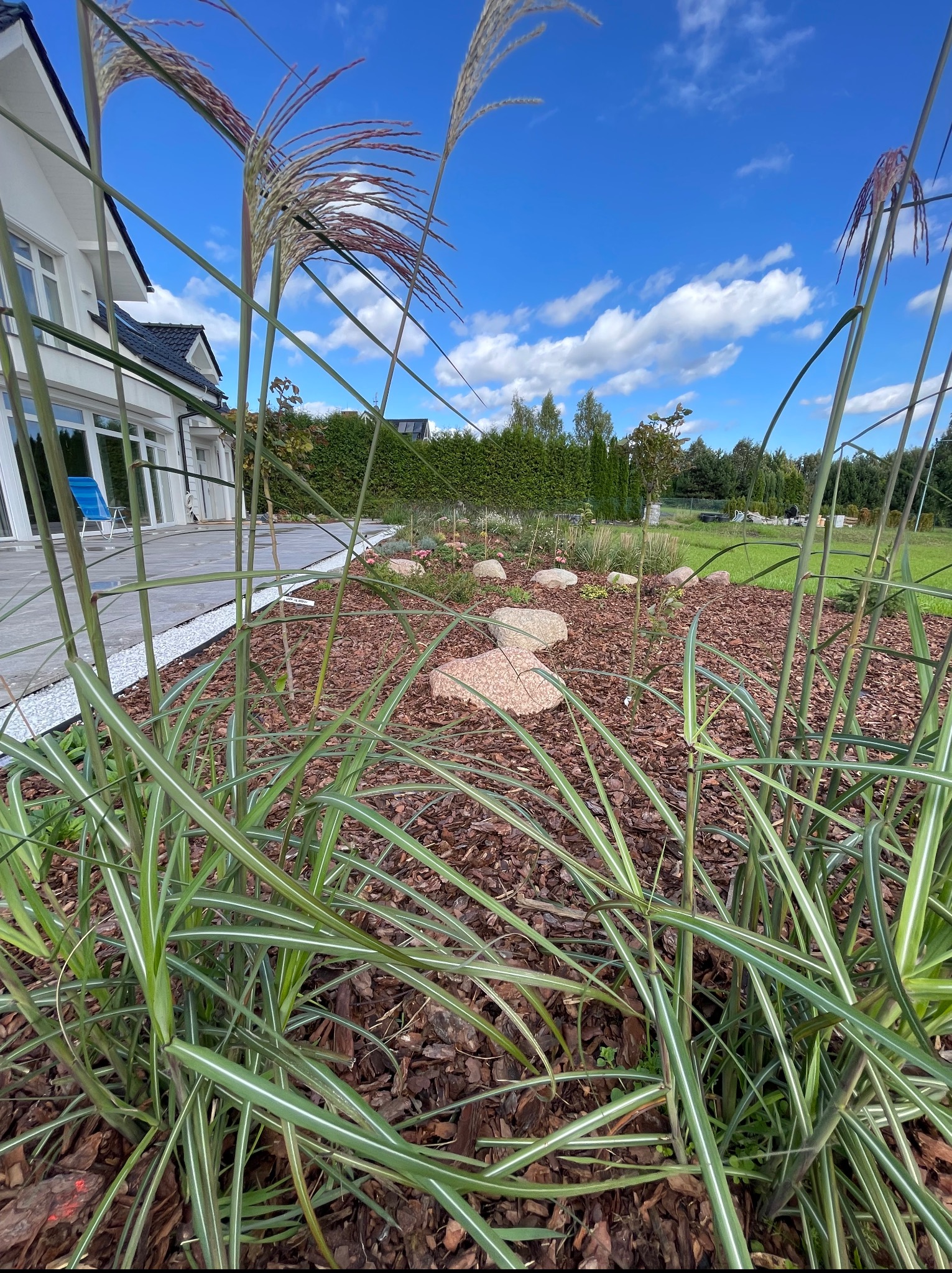 Rabata z ozdobnymi trawami, wyściółkowana korą, z kamieniami. W tle dom z tarasem i zielony żywopłot pod błękitnym niebem.