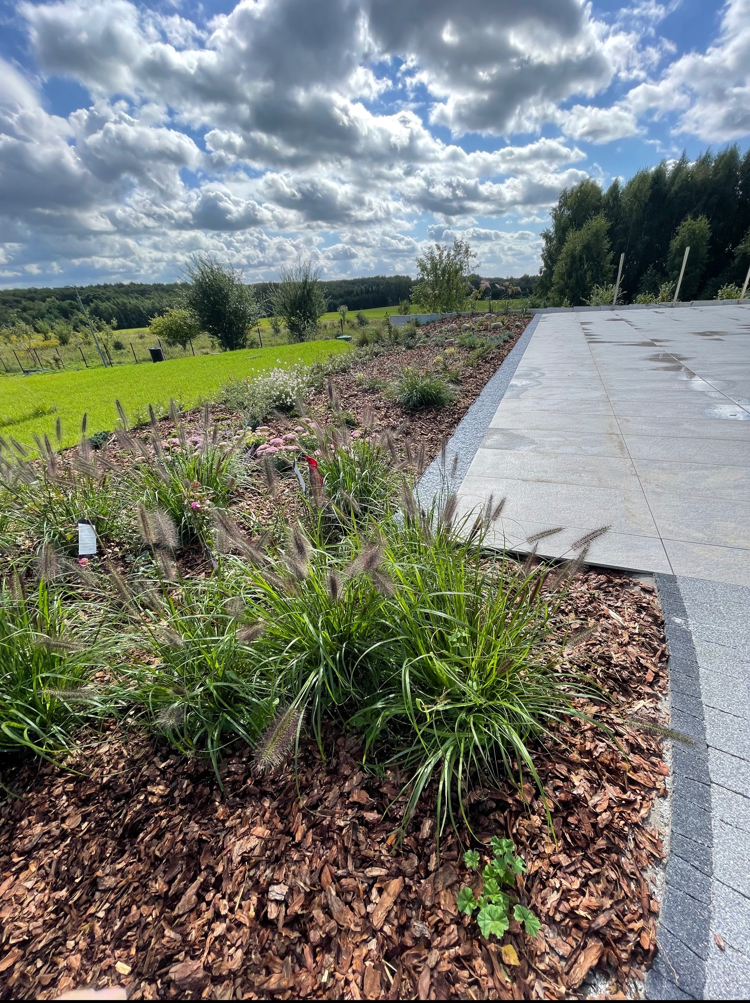 Ogród z ozdobnymi trawami i korą, graniczący z wyłożonymi płytami chodnikowymi. W tle zielony trawnik i drzewa pod błękitnym niebem z chmurami.