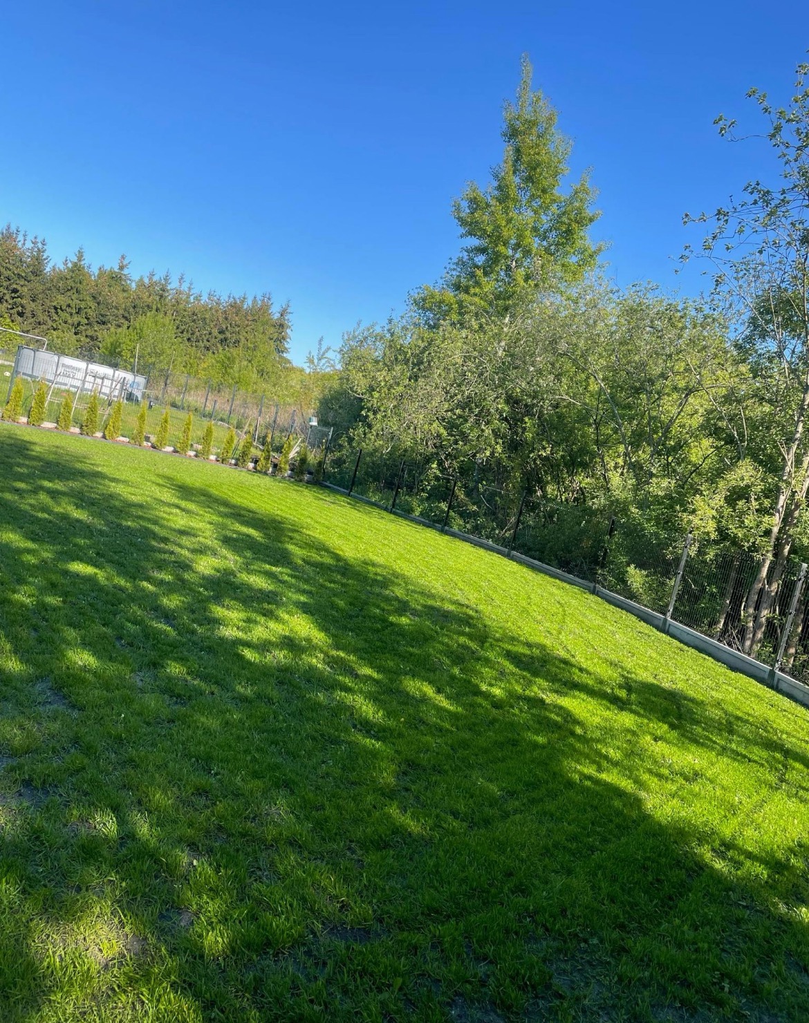 Zadbany trawnik z rzędem małych drzewek wzdłuż ogrodzenia, wysokie drzewa w tle, oświetlone słońcem. Czyste, błękitne niebo nadaje świeżości.