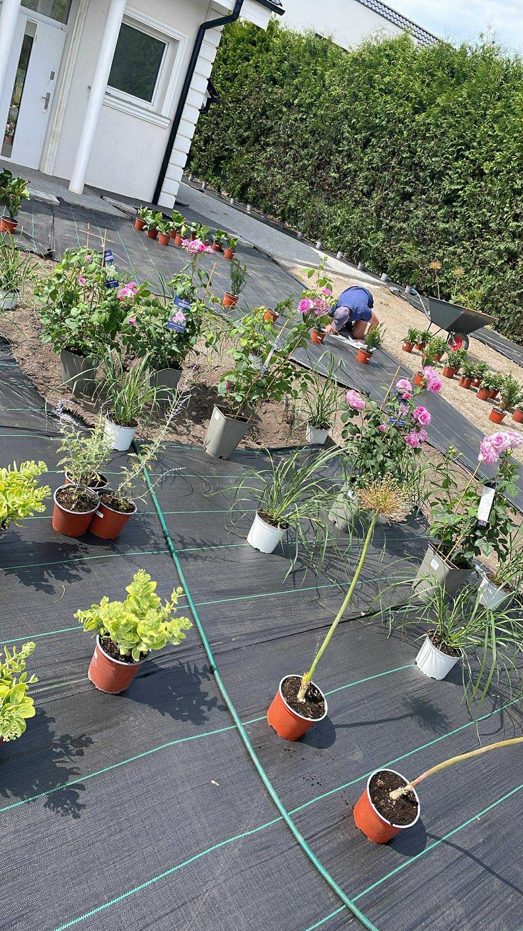 Ogród w trakcie zakładania: widok na rozłożoną czarną agrowłókninę z rzędami doniczkowych roślin ozdobnych i pracującym ogrodnikiem w tle, przygotowującym teren.