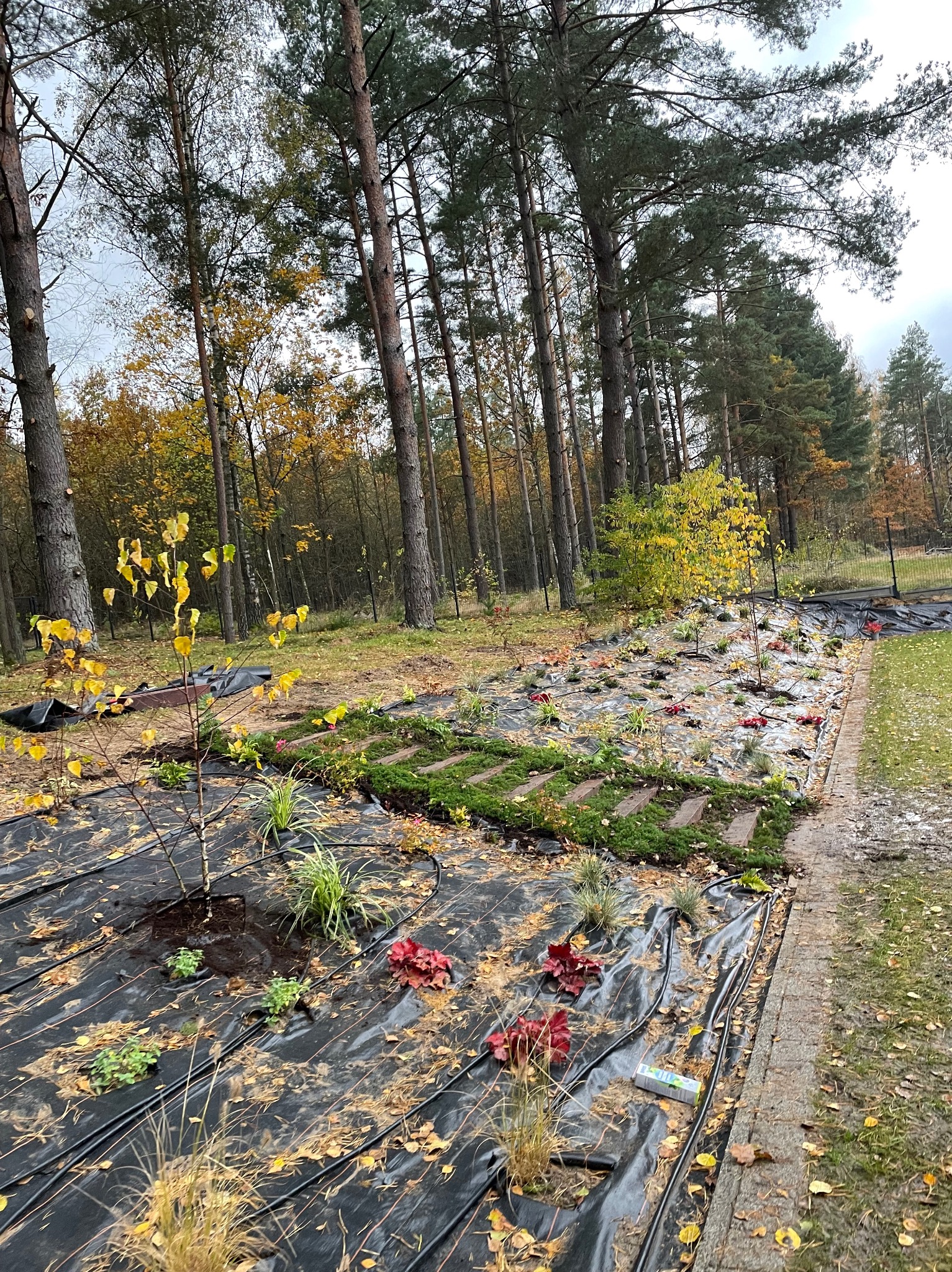 Jesienny ogród w trakcie zakładania: czarna agrowłóknina, młode drzewka z żółtymi liśćmi, rabaty z roślinami, obrzeże z kostki. W tle wysokie drzewa iglaste.