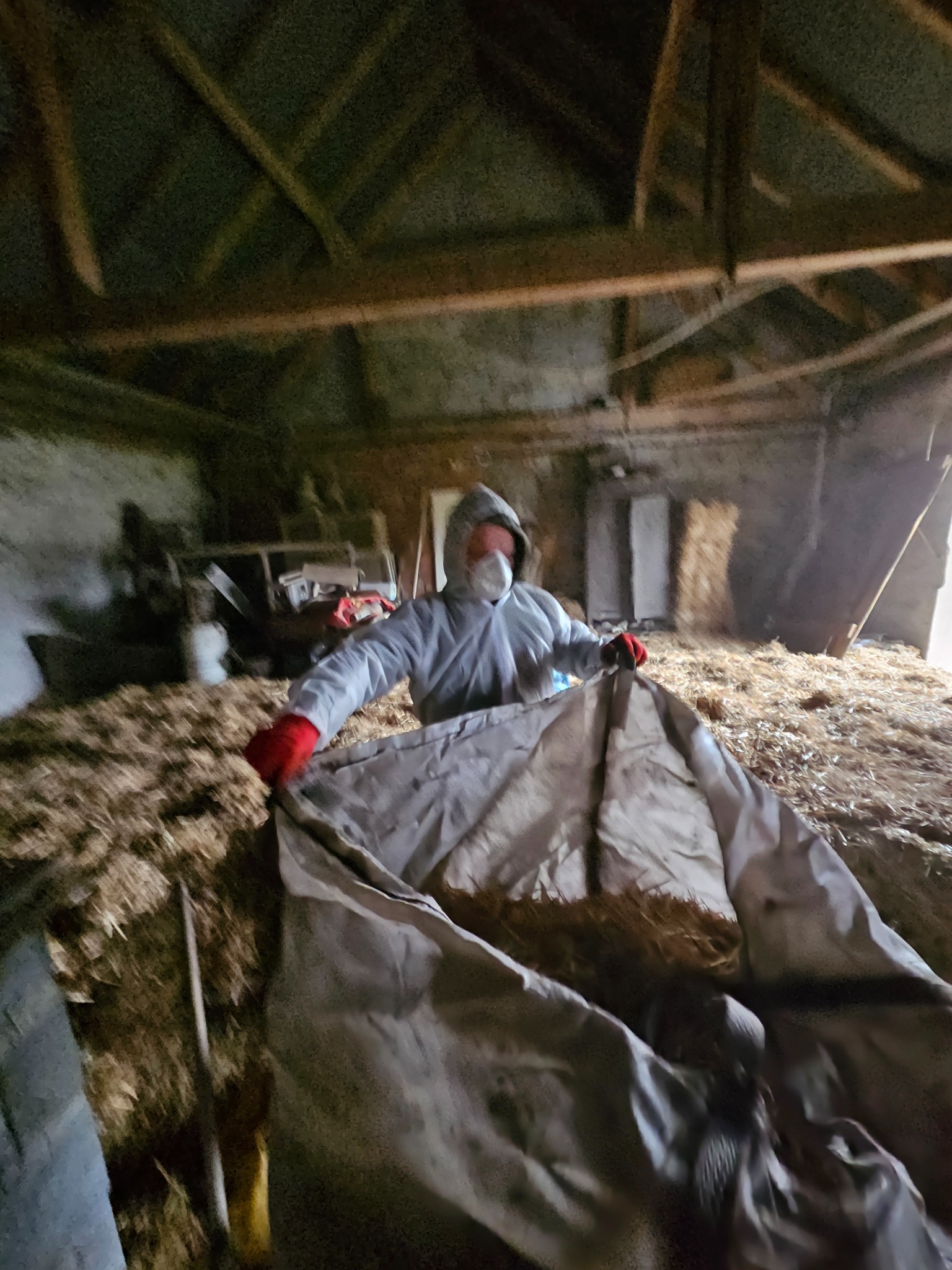 Pracownik w kombinezonie i masce zbiera słomę do worka wewnątrz starego budynku z drewnianą konstrukcją. Widoczne sterty słomy i elementy wyposażenia.