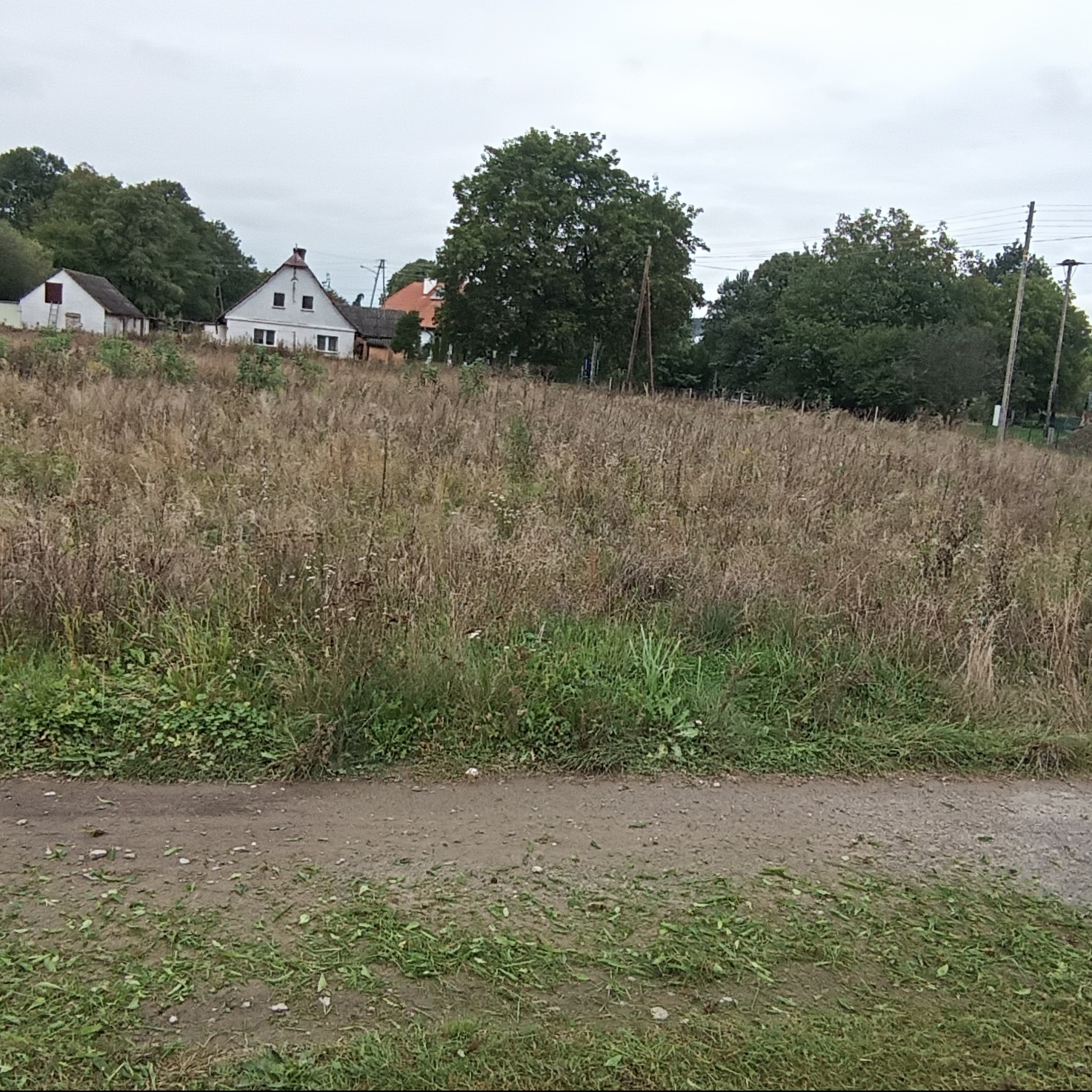 Zarośnięta działka z wysoką trawą i chwastami na tle domów jednorodzinnych w pochmurny dzień. Widok na zaniedbany teren przed zabudowaniami.