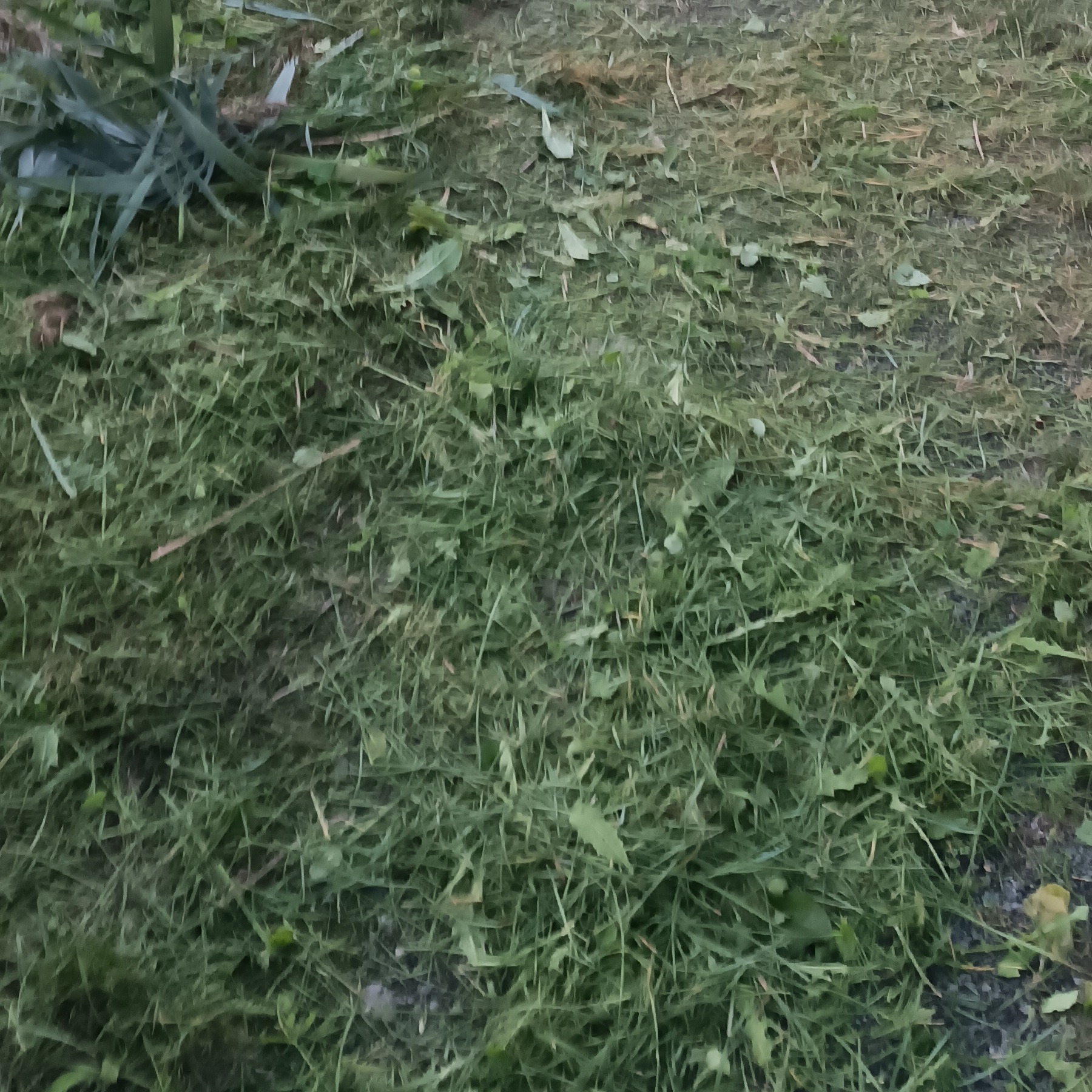 Świeżo skoszona trawa z liśćmi i źdźbłami, widok z góry, po koszeniu. Fragment rośliny w lewym górnym rogu. Zbliżenie na trawnik po zabiegu.