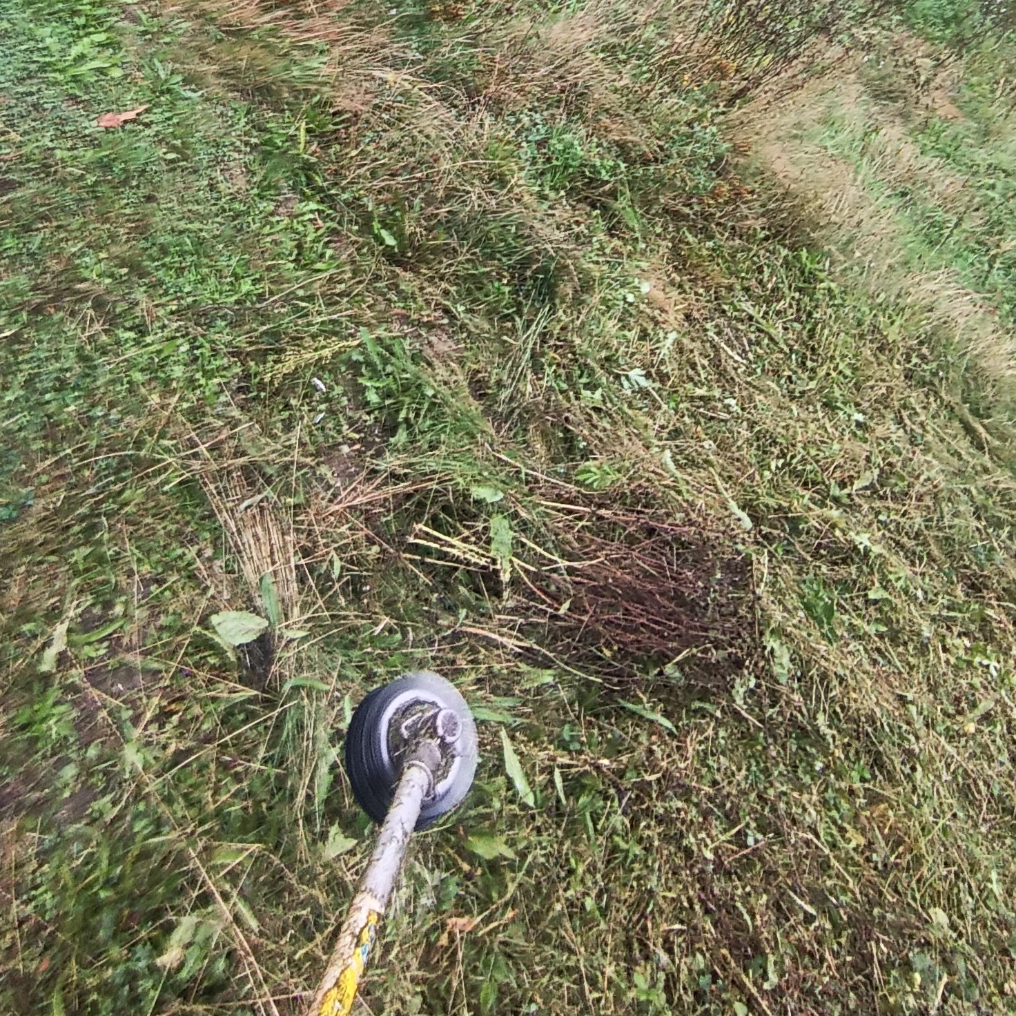 Kosiarka w trakcie pracy na zarośniętym trawniku. Świeżo skoszona trawa leży obok, co wskazuje na postęp prac. Widok z perspektywy operatora.