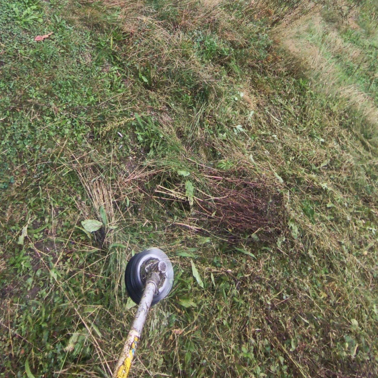 Kosiarka spalinowa w trakcie koszenia trawy na zarośniętej działce. Świeżo skoszona trawa widoczna obok niekoszonej. Z bliska widoczna głowica robocza.