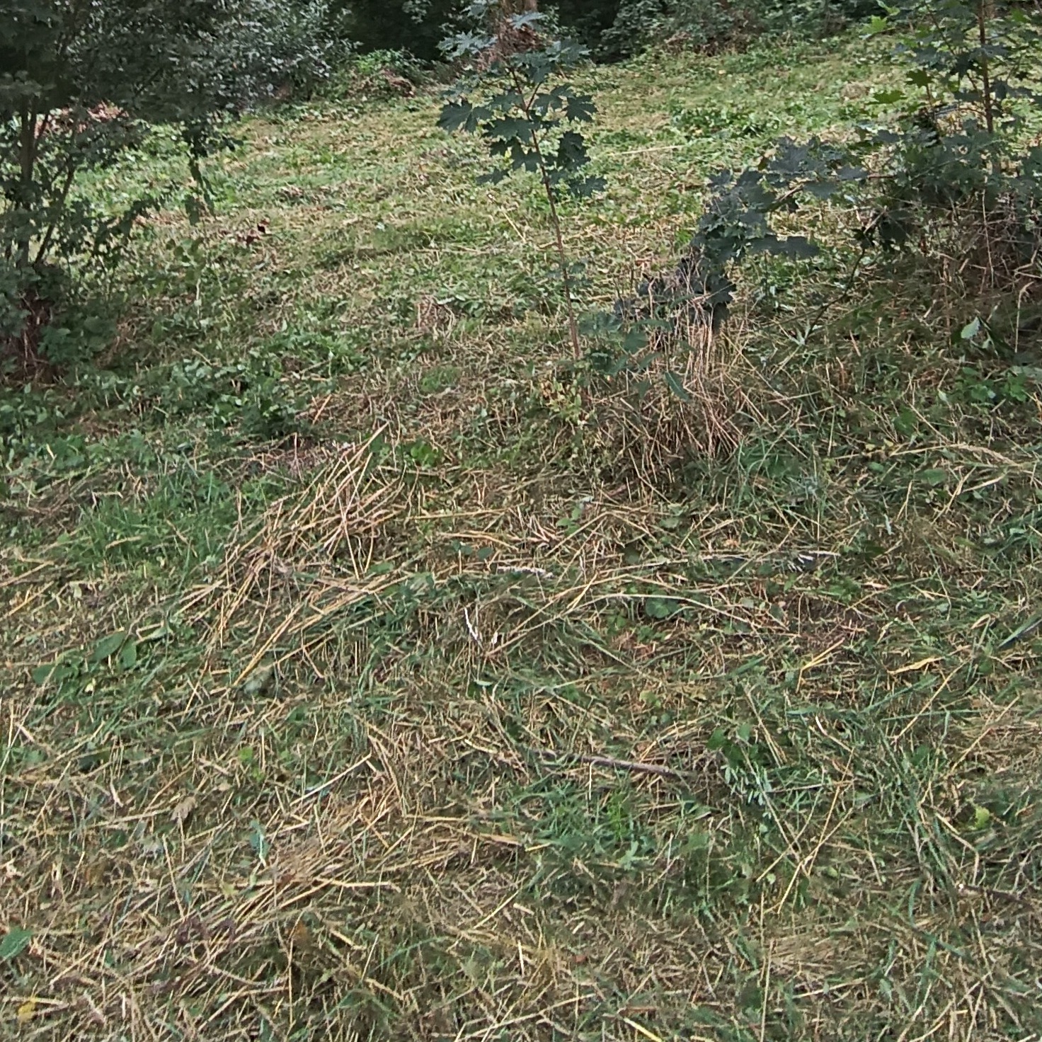 Trawa po koszeniu z widocznymi źdźbłami. Fragment ogrodu z młodymi drzewkami w tle. Naturalne oświetlenie, brak wyraźnych punktów centralnych.