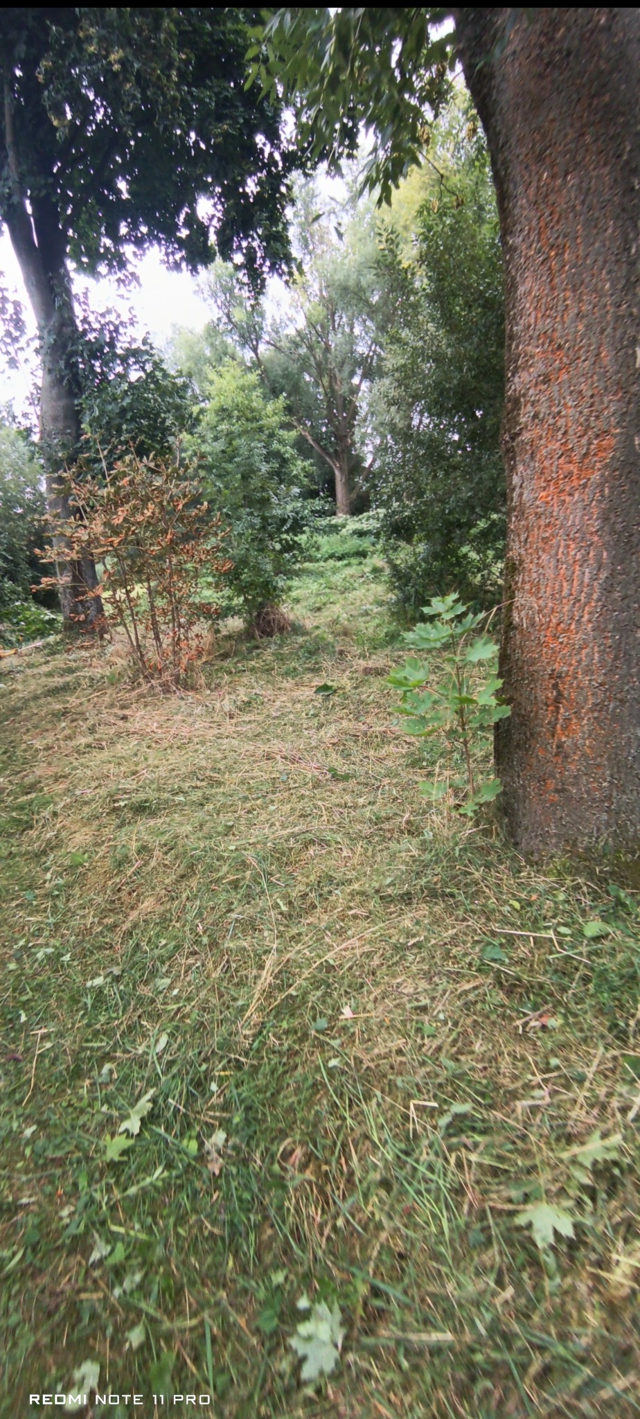 Trawa skoszona w ogrodzie, widok z poziomu gruntu. Świeżo ścięta trawa i drzewa w tle. Pień drzewa z pomarańczowymi śladami farby po prawej stronie kadru.